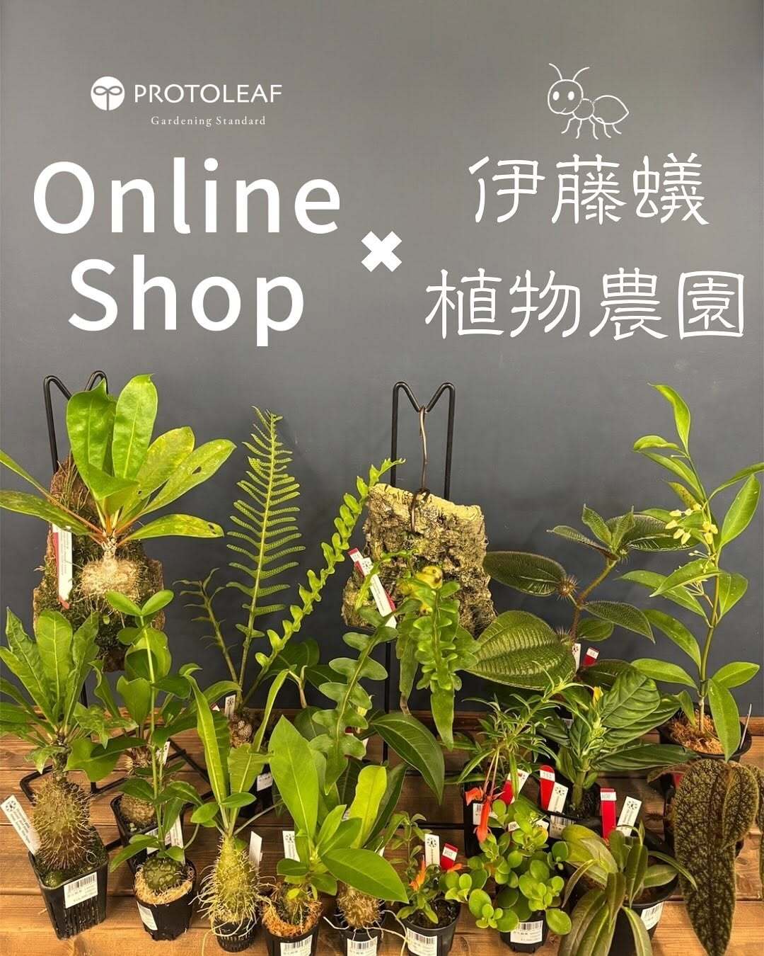 PROTOLEAF プロトリーフ