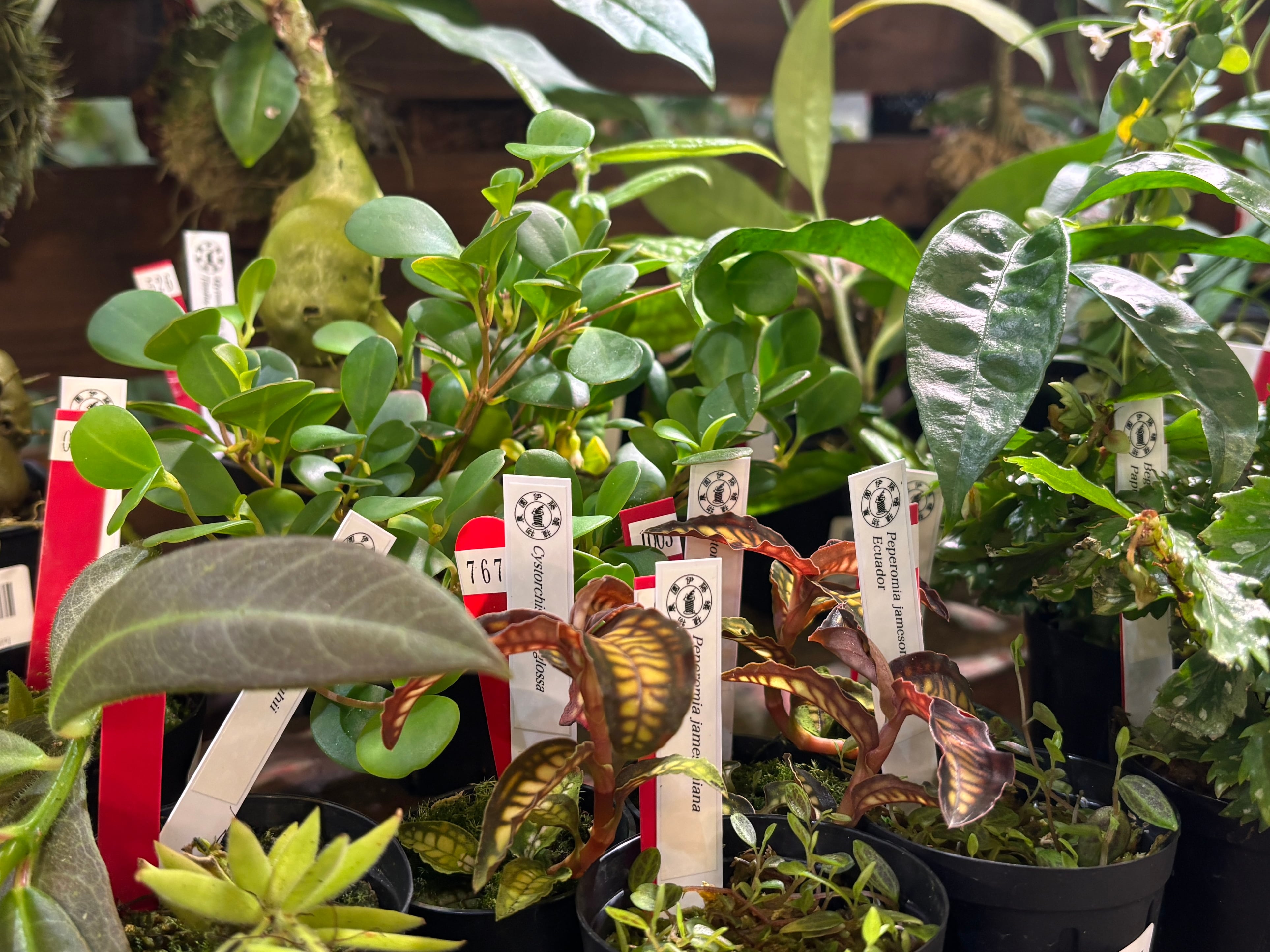 PROTOLEAF プロトリーフ