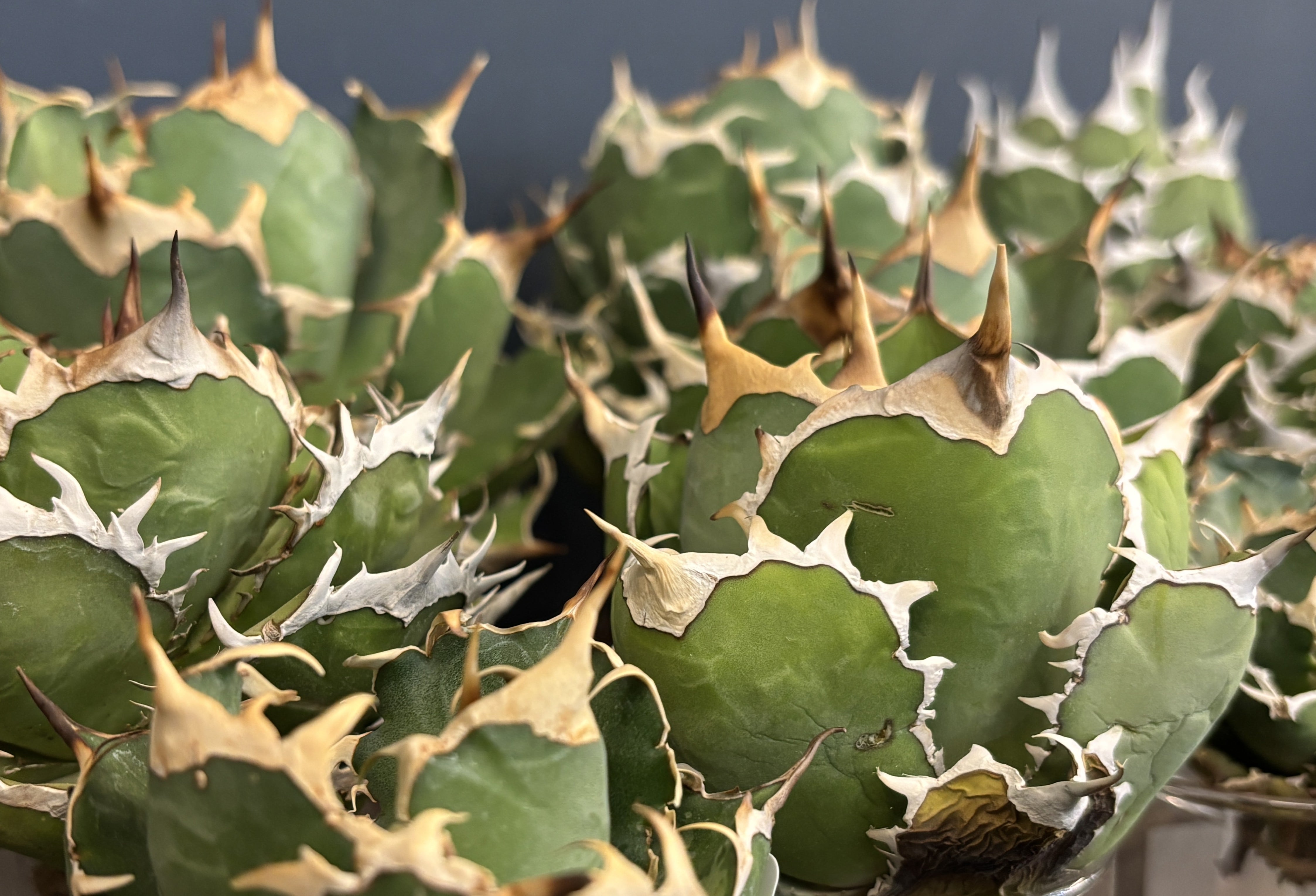 PROTOLEAF プロトリーフ