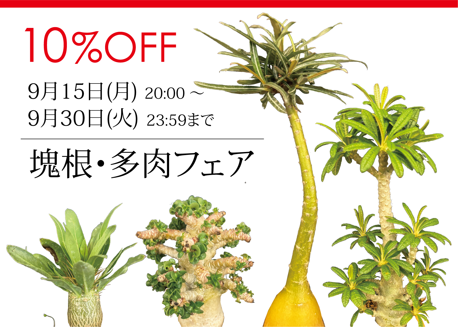PROTOLEAF  プロトリーフ