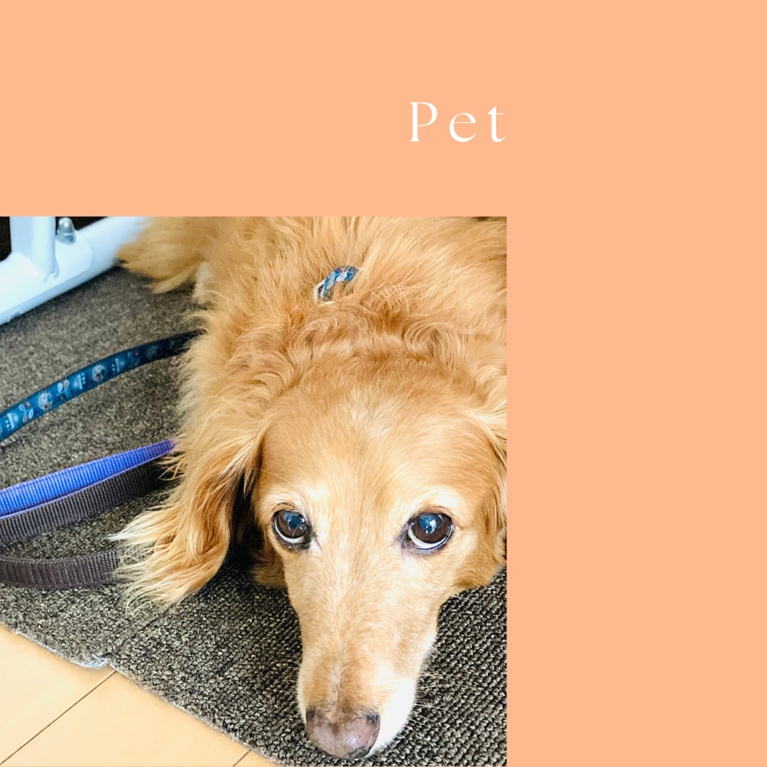 Pet items<br>
click!