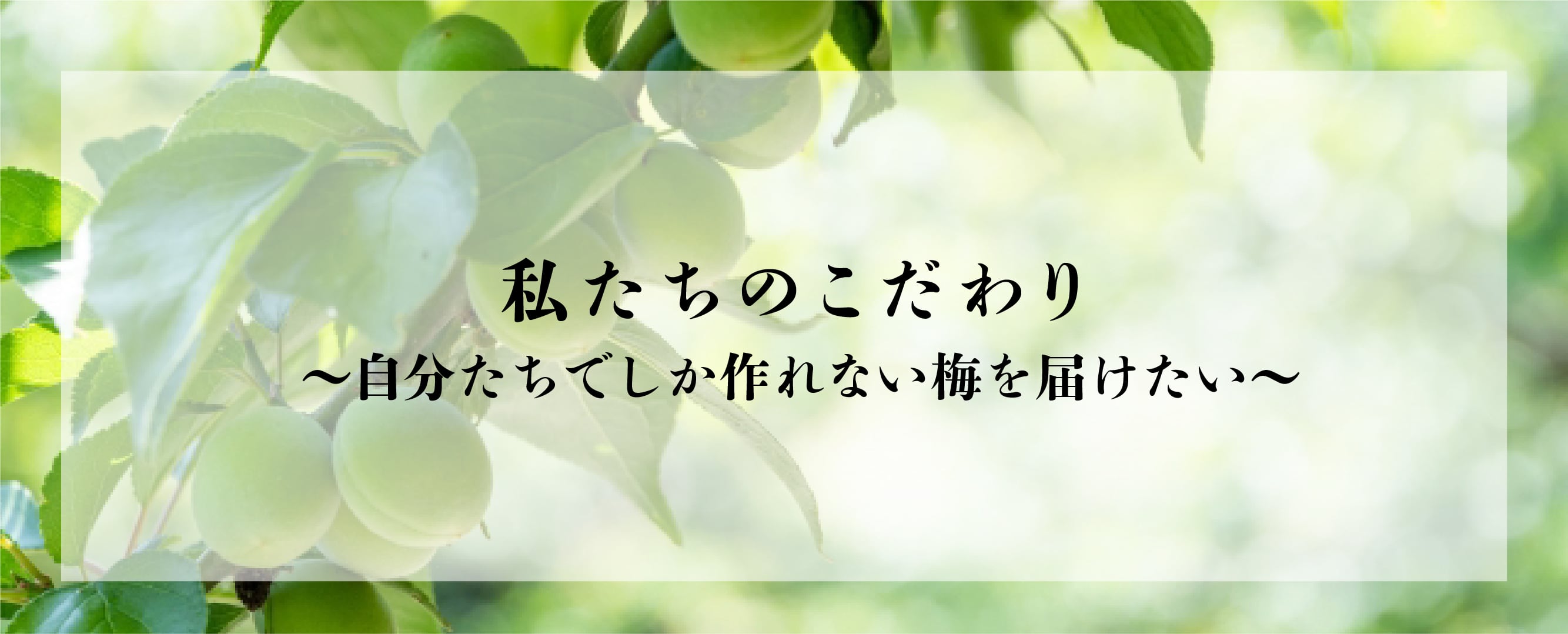バナー