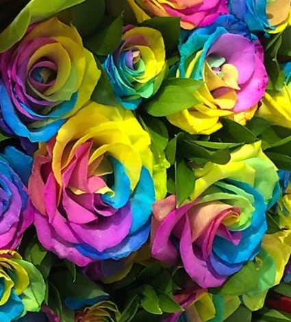 rainbow Rose