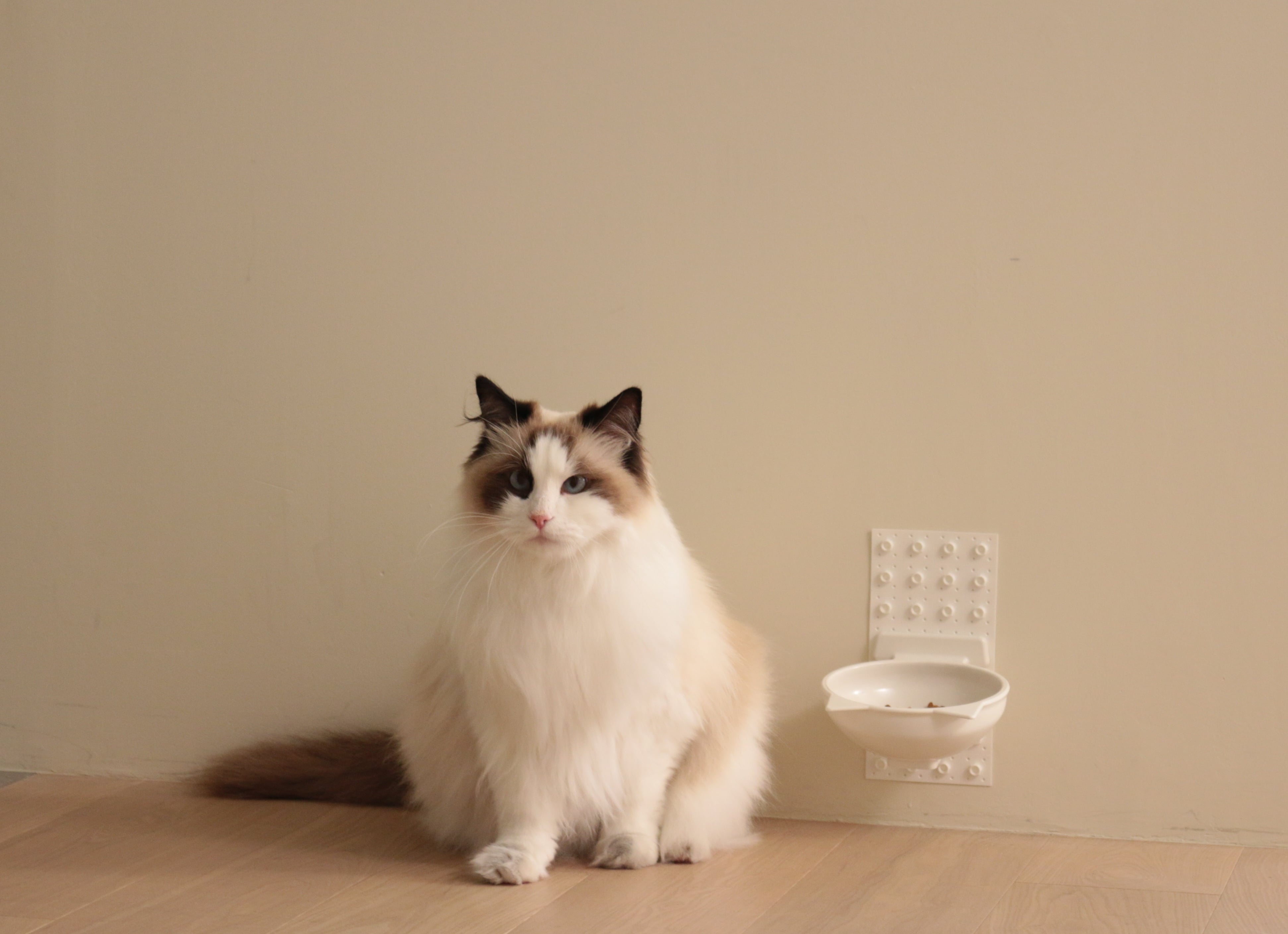 Cat Fit Bowl　10月発売予定商品

