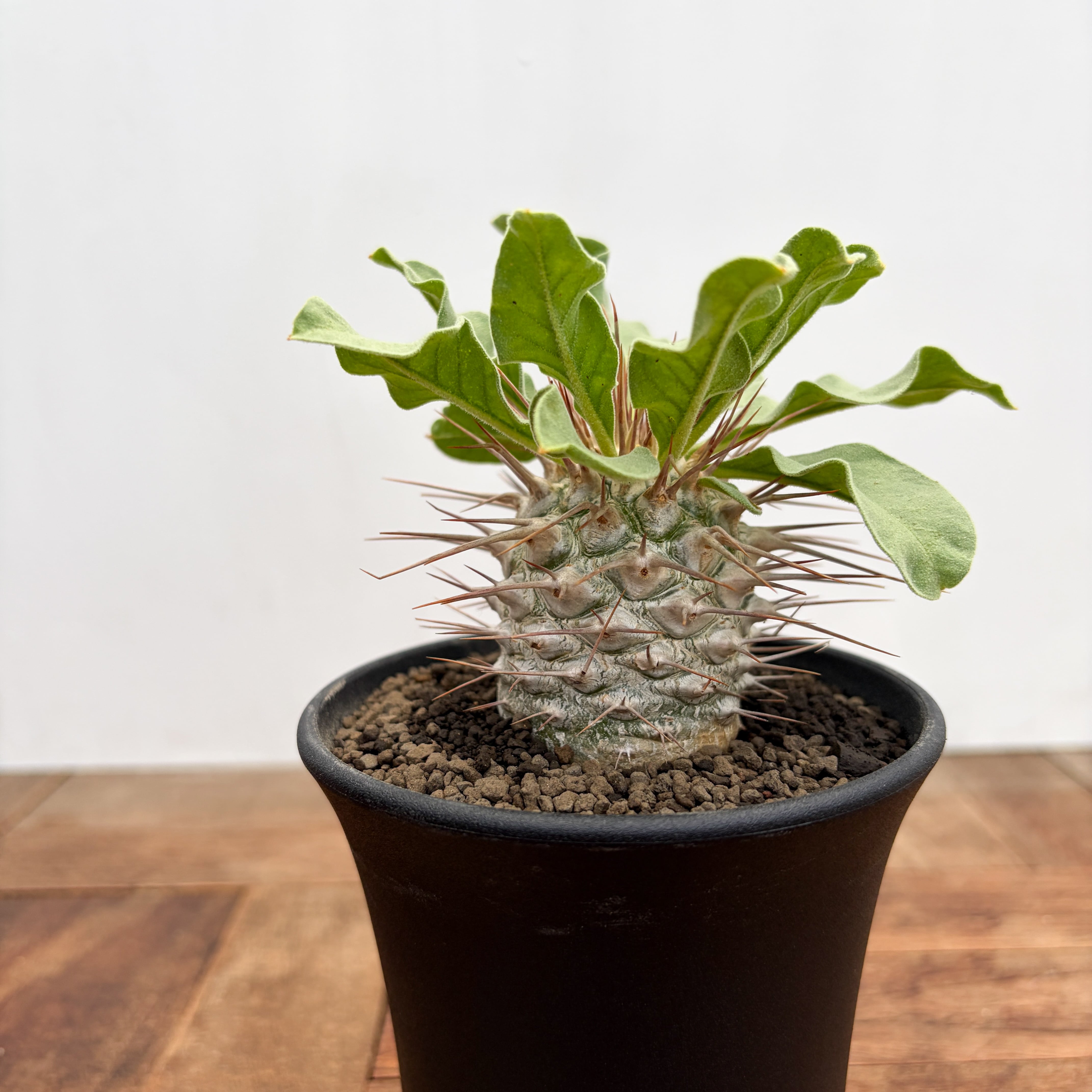RIMO'Sおすすめ植物