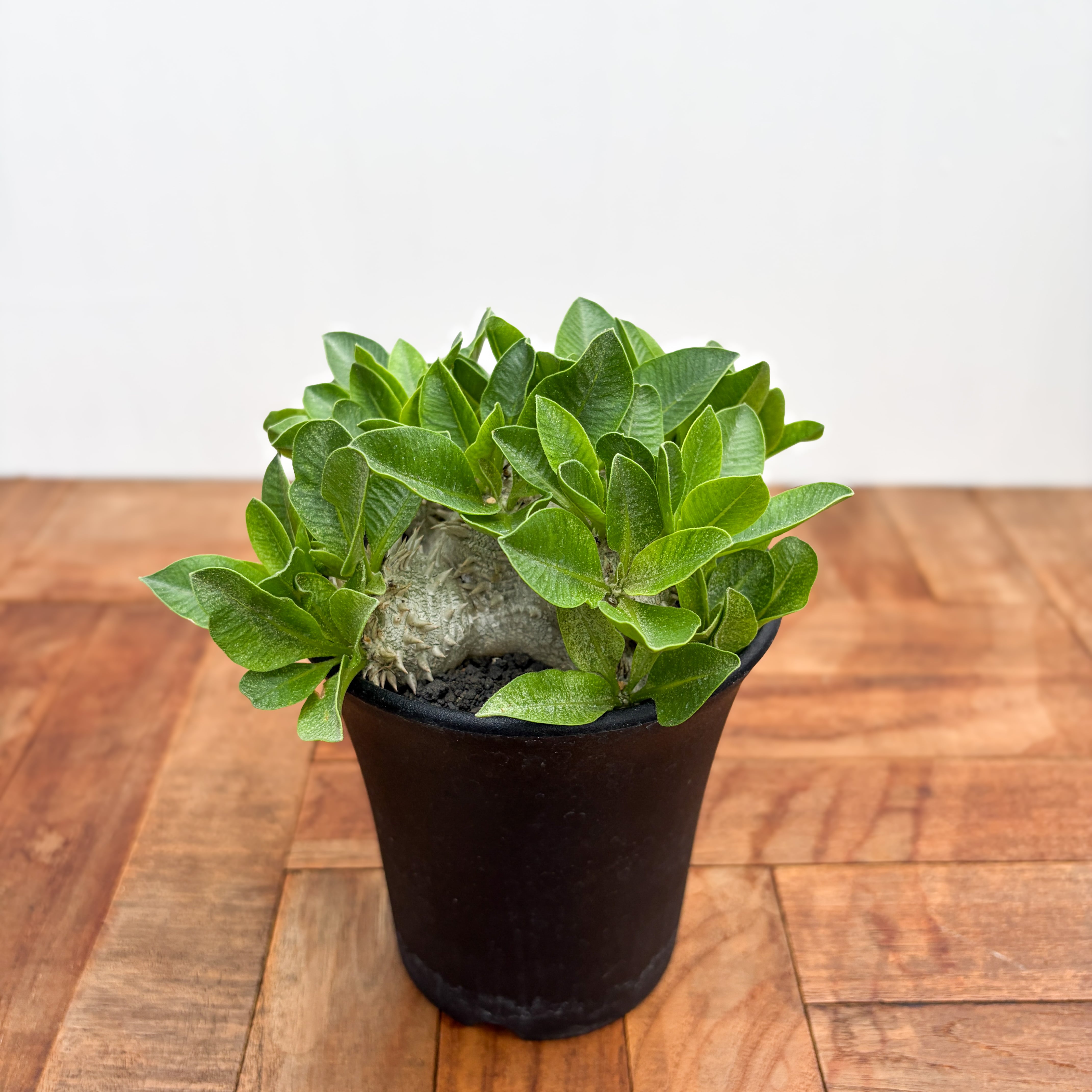 動き始めた塊根植物