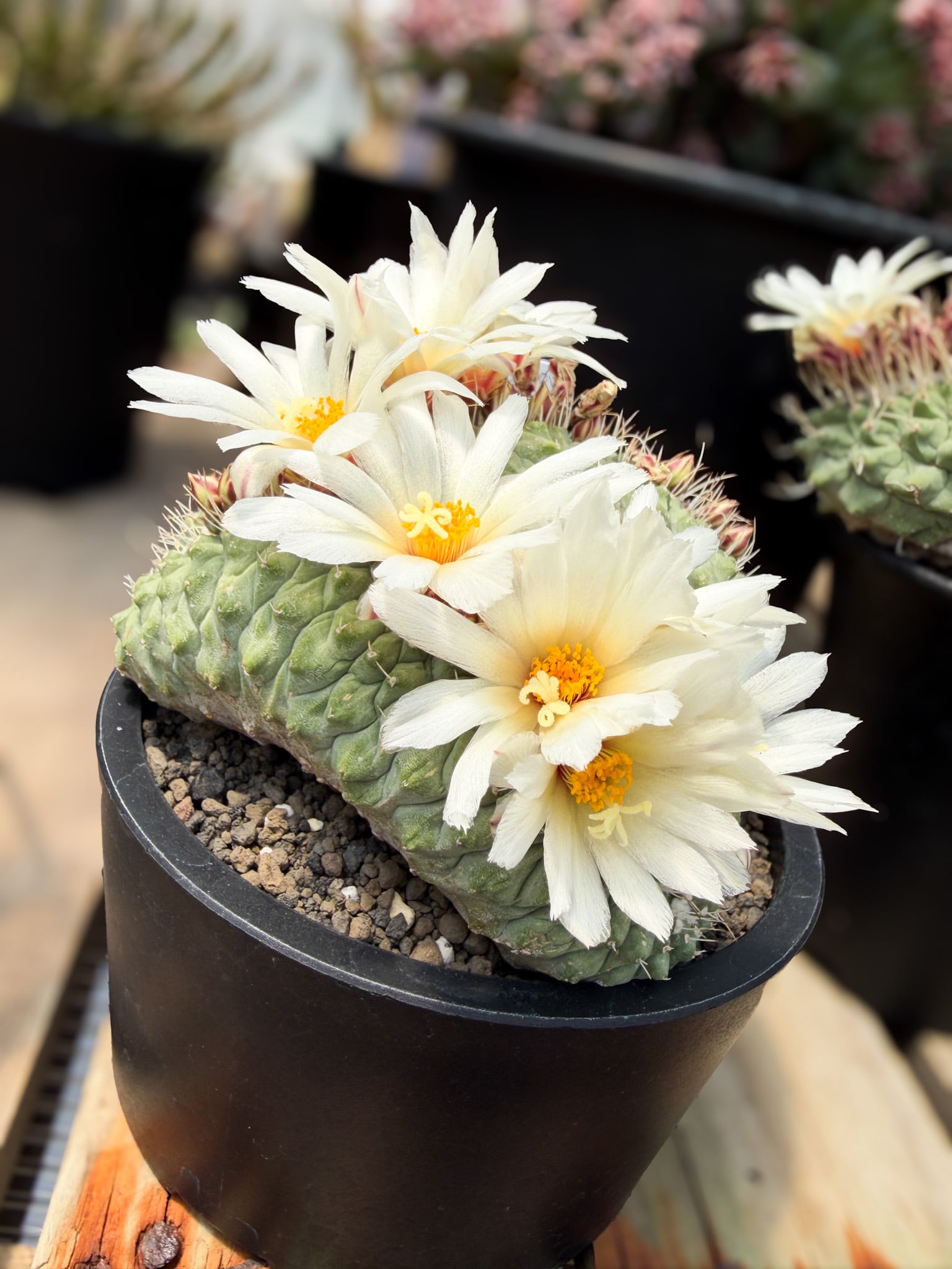 RIMO'Sおすすめ植物