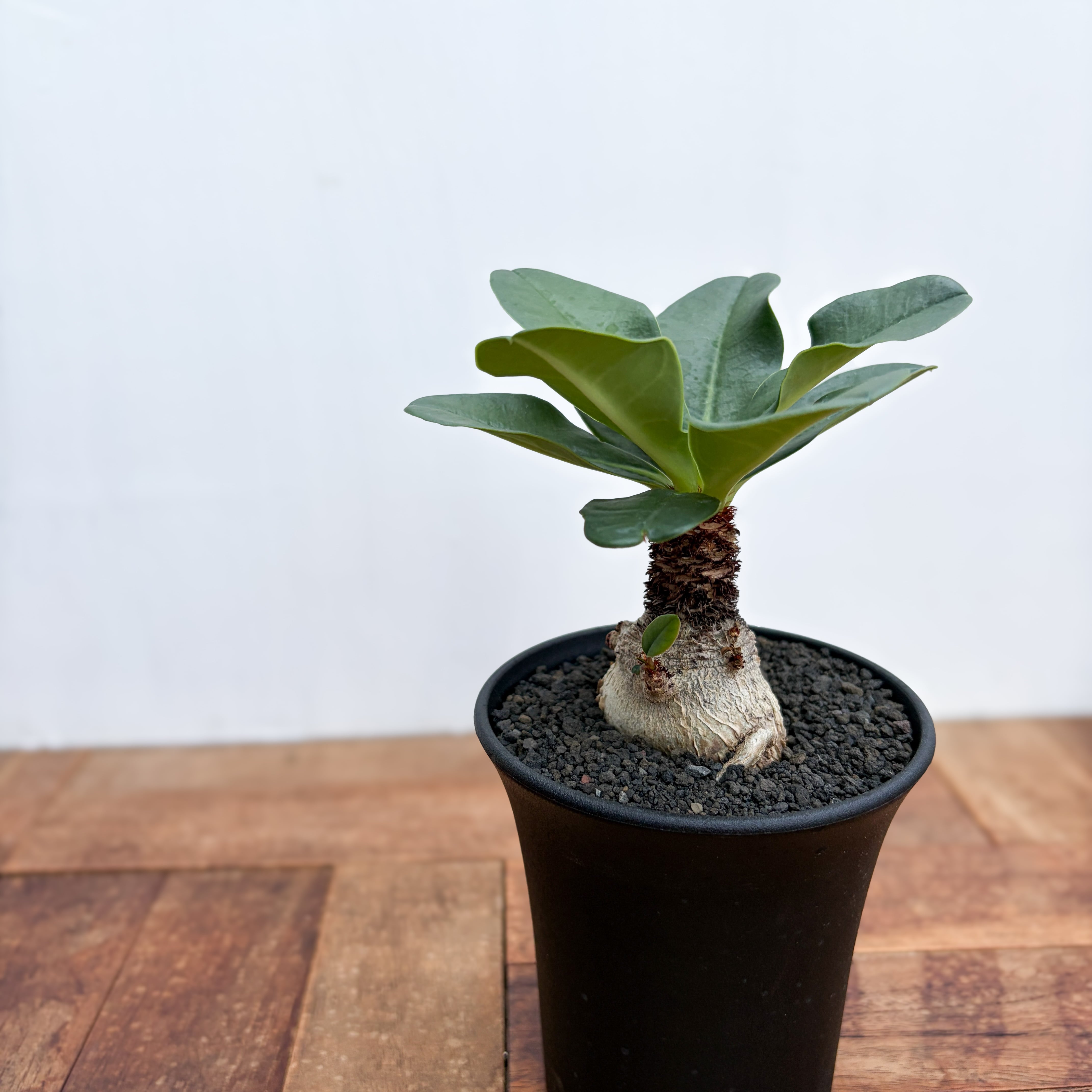 RIMO'Sおすすめ植物