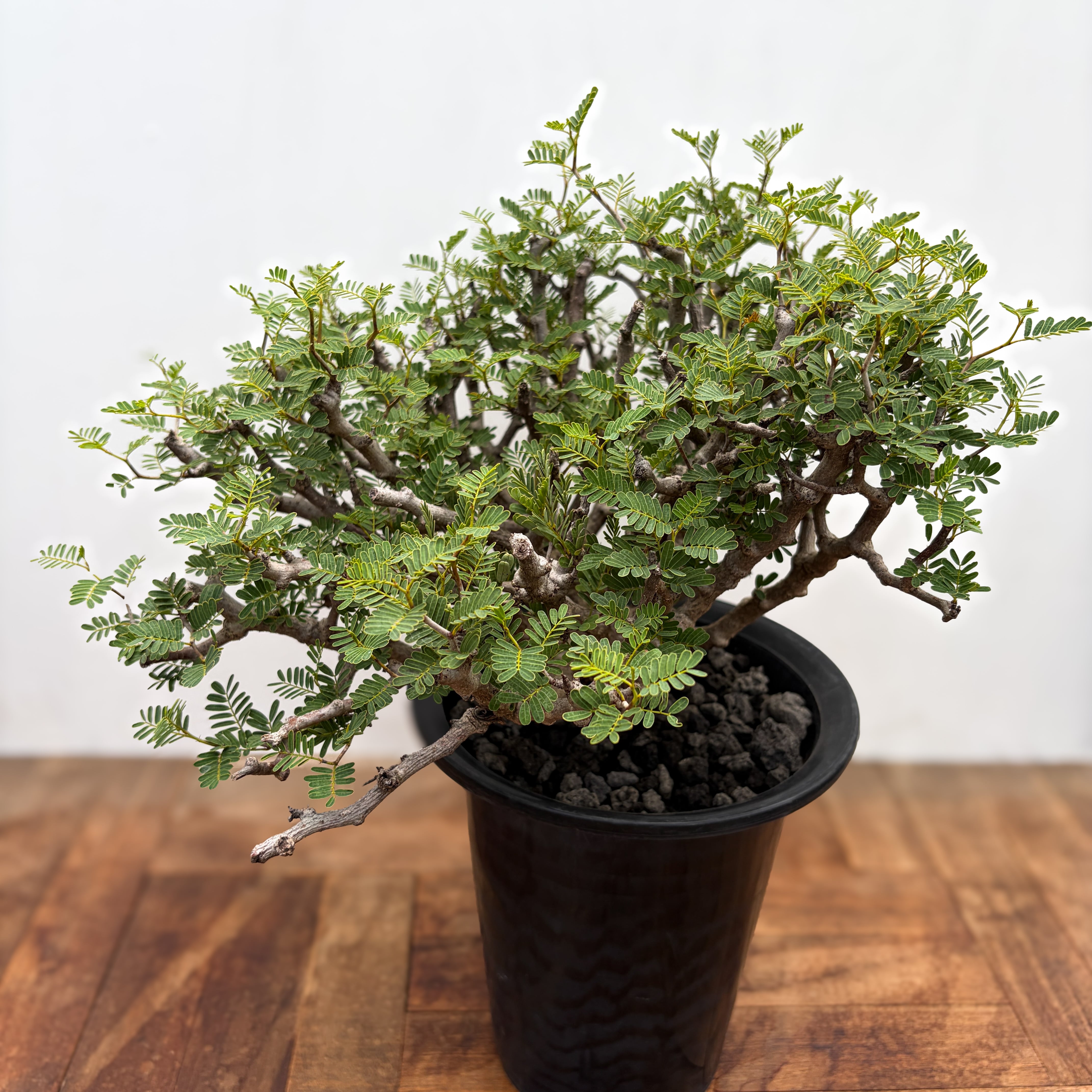 RIMO'Sおすすめ植物