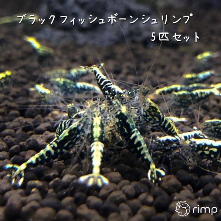 ブラックフィッシュボーン 5匹