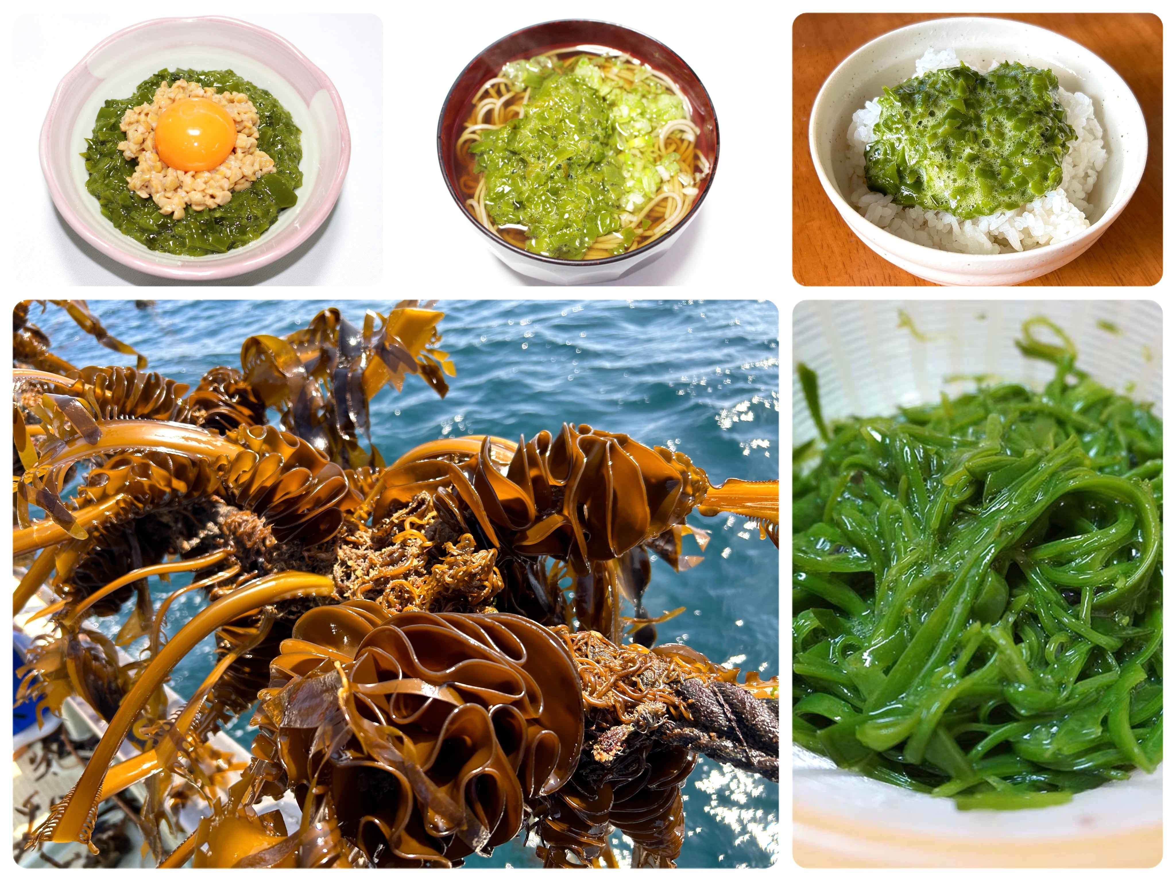 【期間限定：旬の「綾里の生めかぶ」予約受付中】