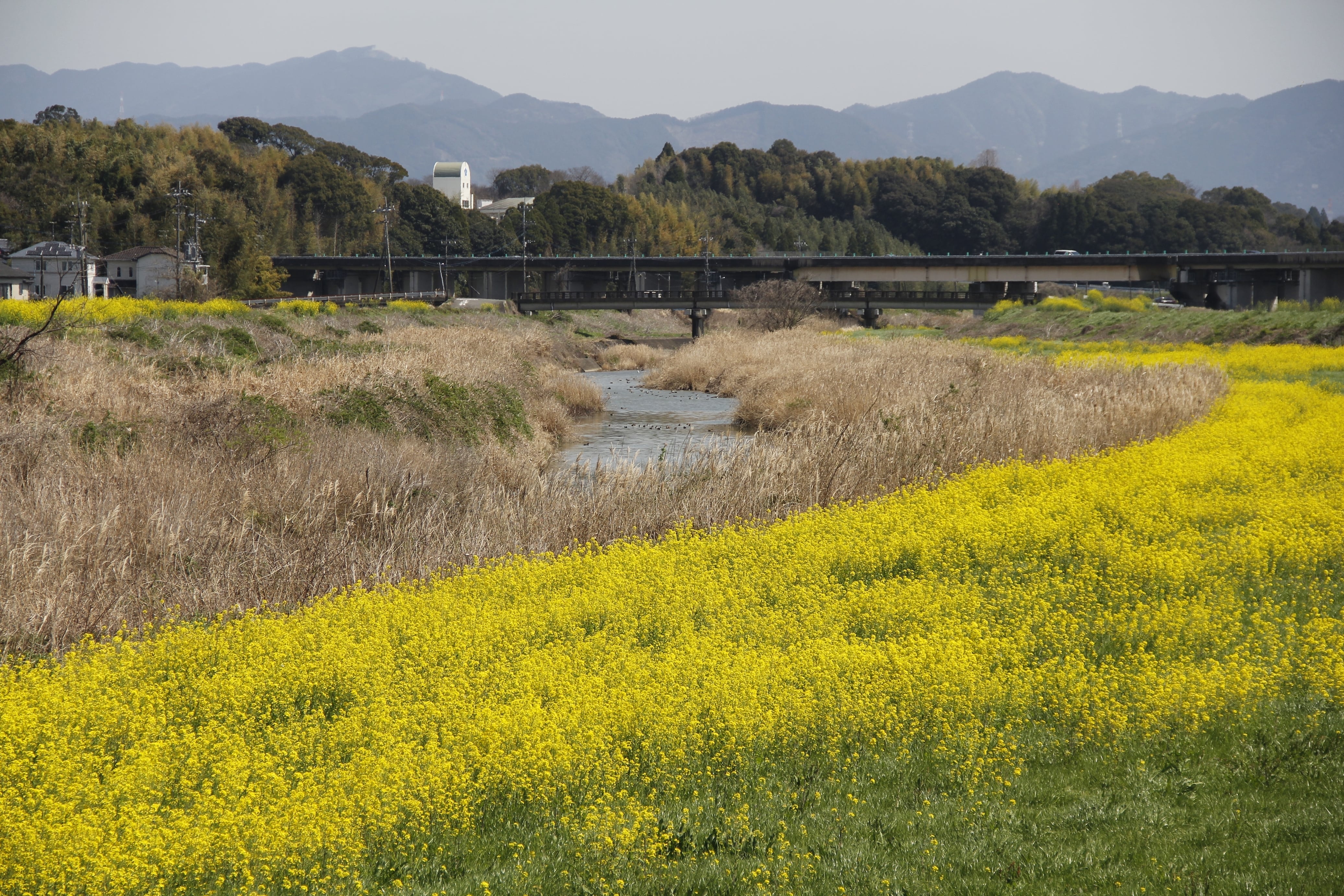 ＿＿＿＿＿＿＿<br>
<<産地の特徴>><br>
￣￣￣￣￣￣￣<br>
熊本城より南に15km。<br>
里山に囲まれた小さな田舎町。<br>
<br>
①河川（ミネラル豊富）<br>
②気候（昼夜の寒暖差）<br>
③土壌（水はけが良好）<br>
稲作に適した条件が揃っており食味の良いお米が育ちます。<br>