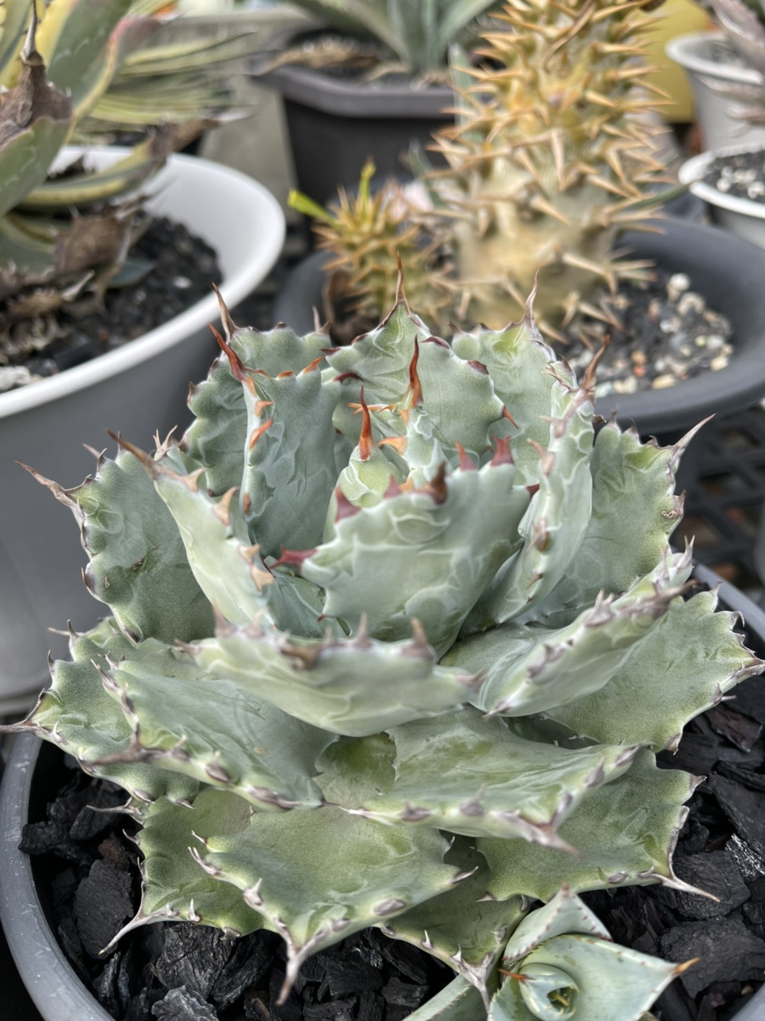 XL SIZE 植木鉢 作家鉢 亀甲竜 帝冠 花籠 恵比寿笑い チタノタ 陽炎 XL