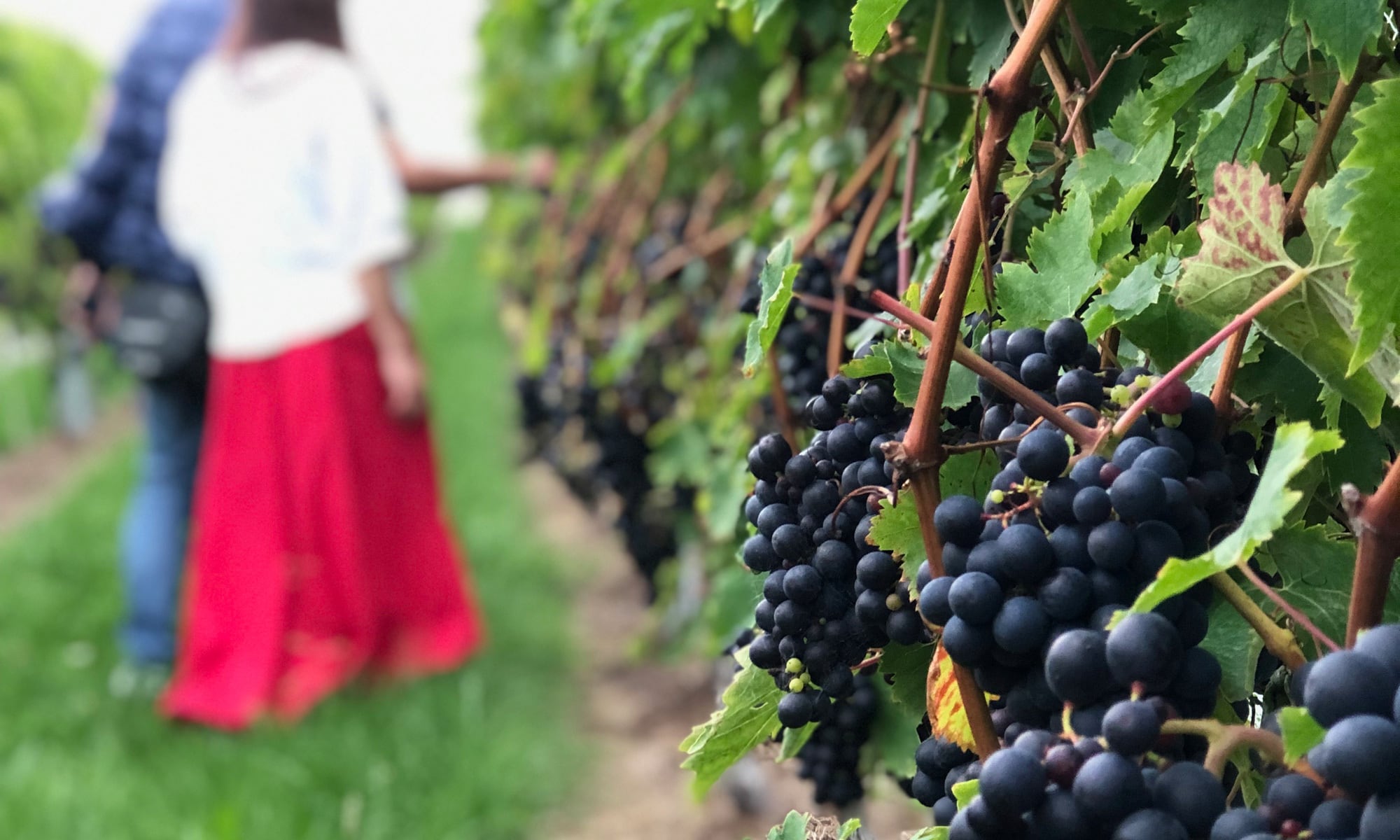 Southern Cross Wine Club
ニュージーランドワインで、驚きと感動を。