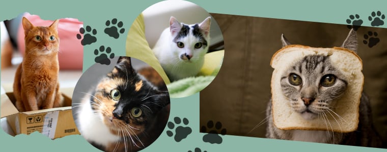 手作り猫おもちゃとねこ雑貨のお店｜Maison SAKI紹介画像2