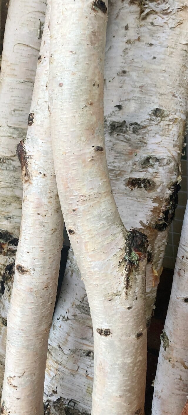 白樺の枝の恵み