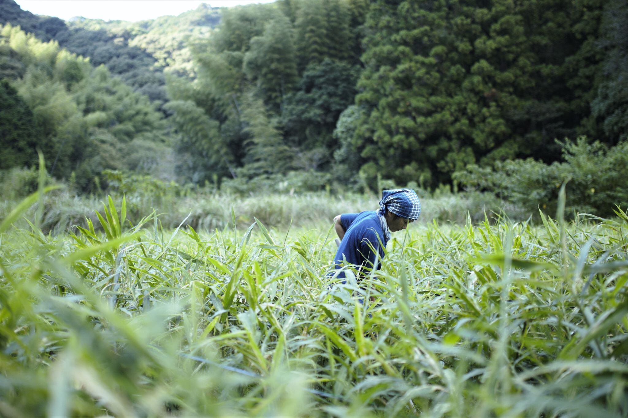 soranositaは、人も自然も美しく健康であり続けられる社会を目指して、自然栽培の生姜作りに取り組んでいます。