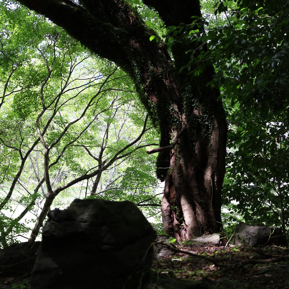 SOTO MOSSという名には、SOTO＝外の開放感と、MOSS＝苔の静けさという想いを込めています。日本の自然が育む静けさや余白の美しさを香りで表現し、暮らしにそっと寄り添います。