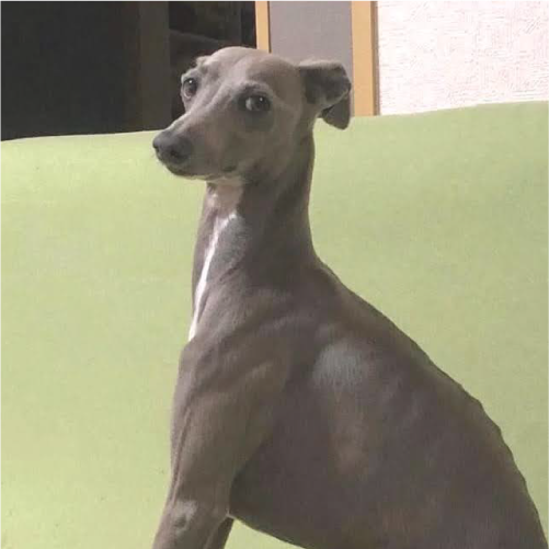 ミコト
