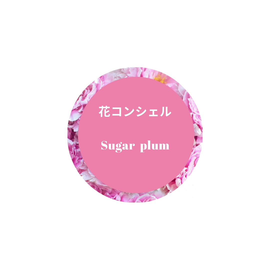 花コンシェル　Sugar Plum