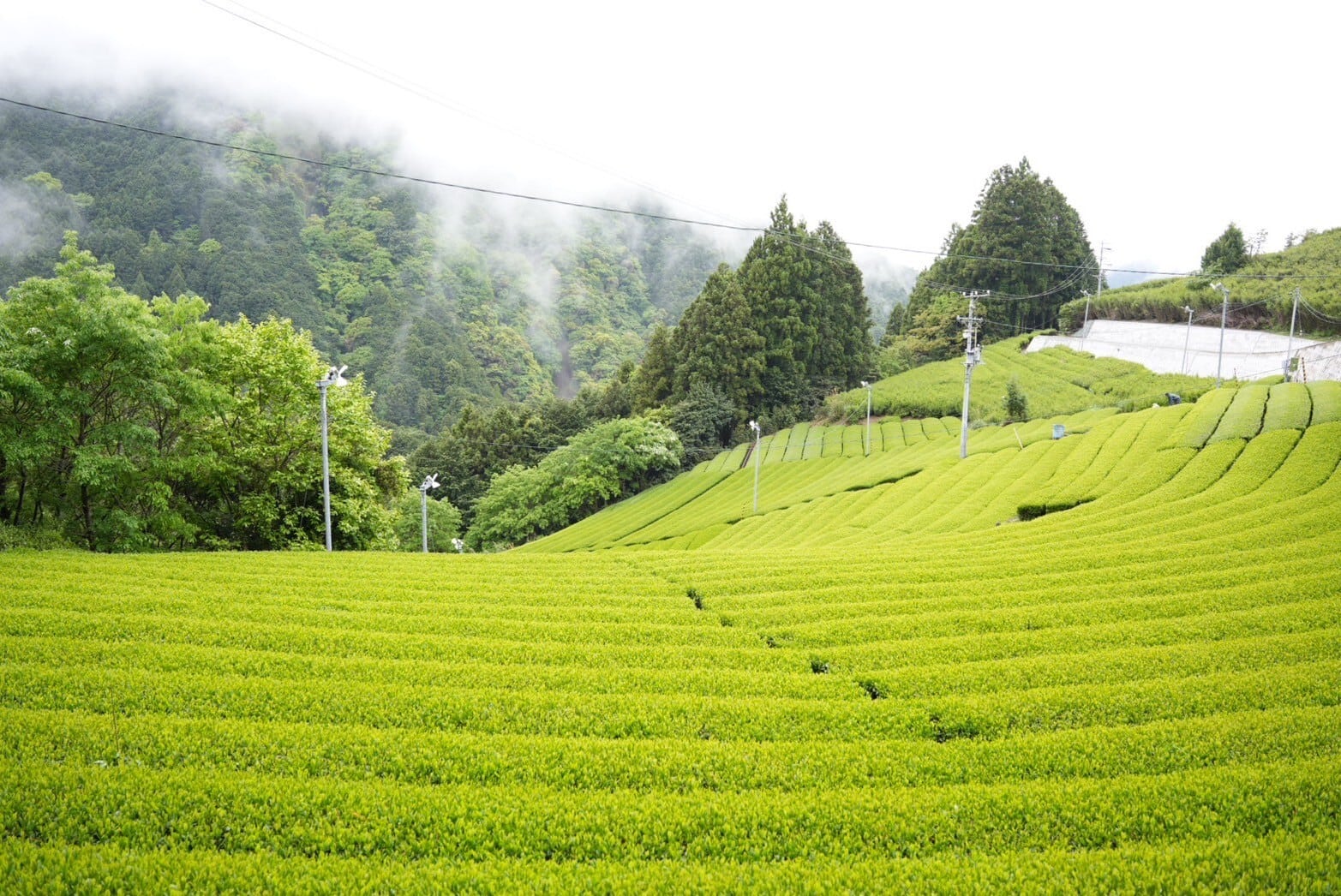 俵峰