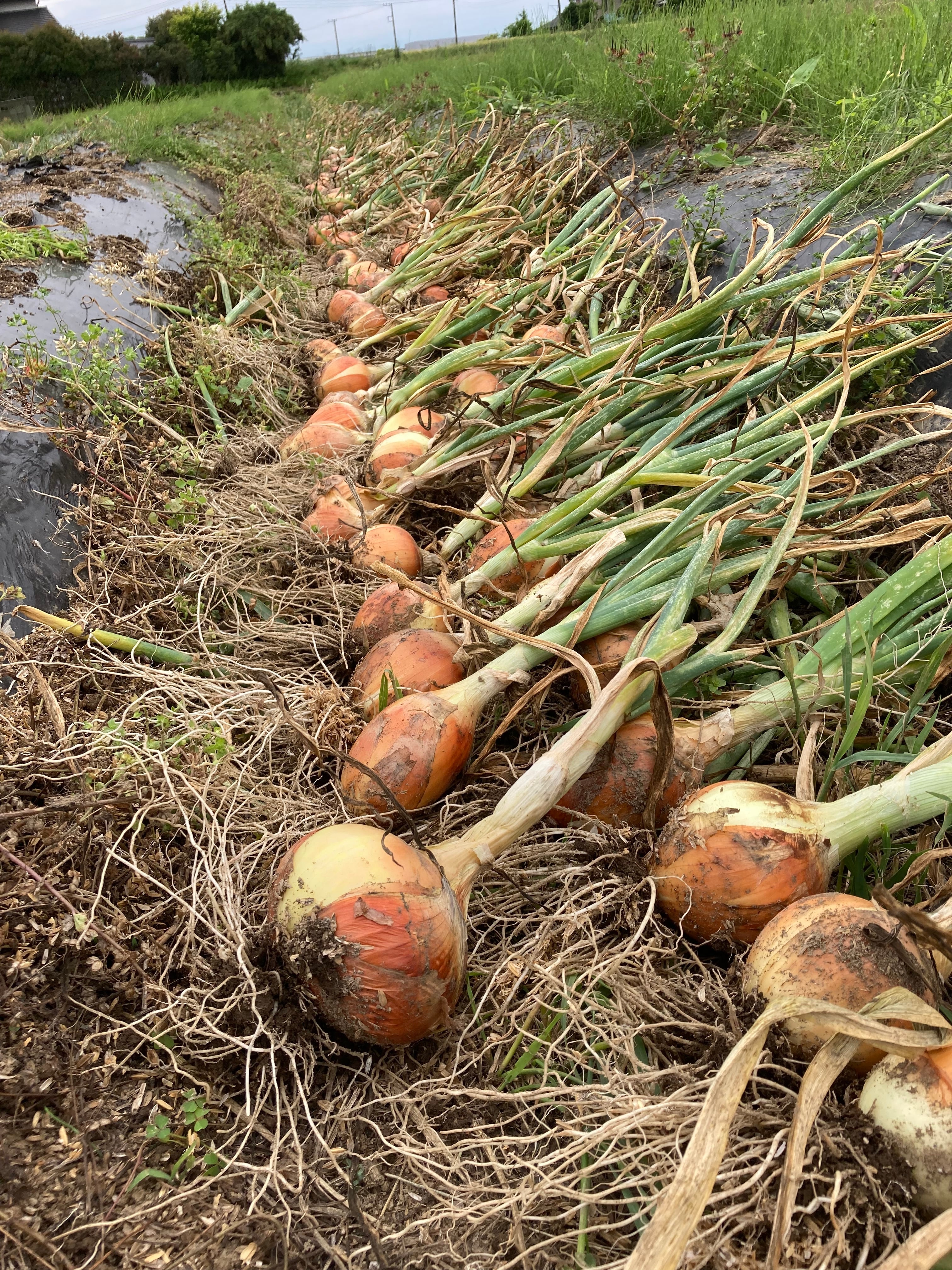 世界遺産屋久島産グレープフルーツ10kg　EM栽培農薬不使用　樹上完熟　農園直送 楽天市場】グレープフルーツ（フルーツ・果物｜食品）の通販