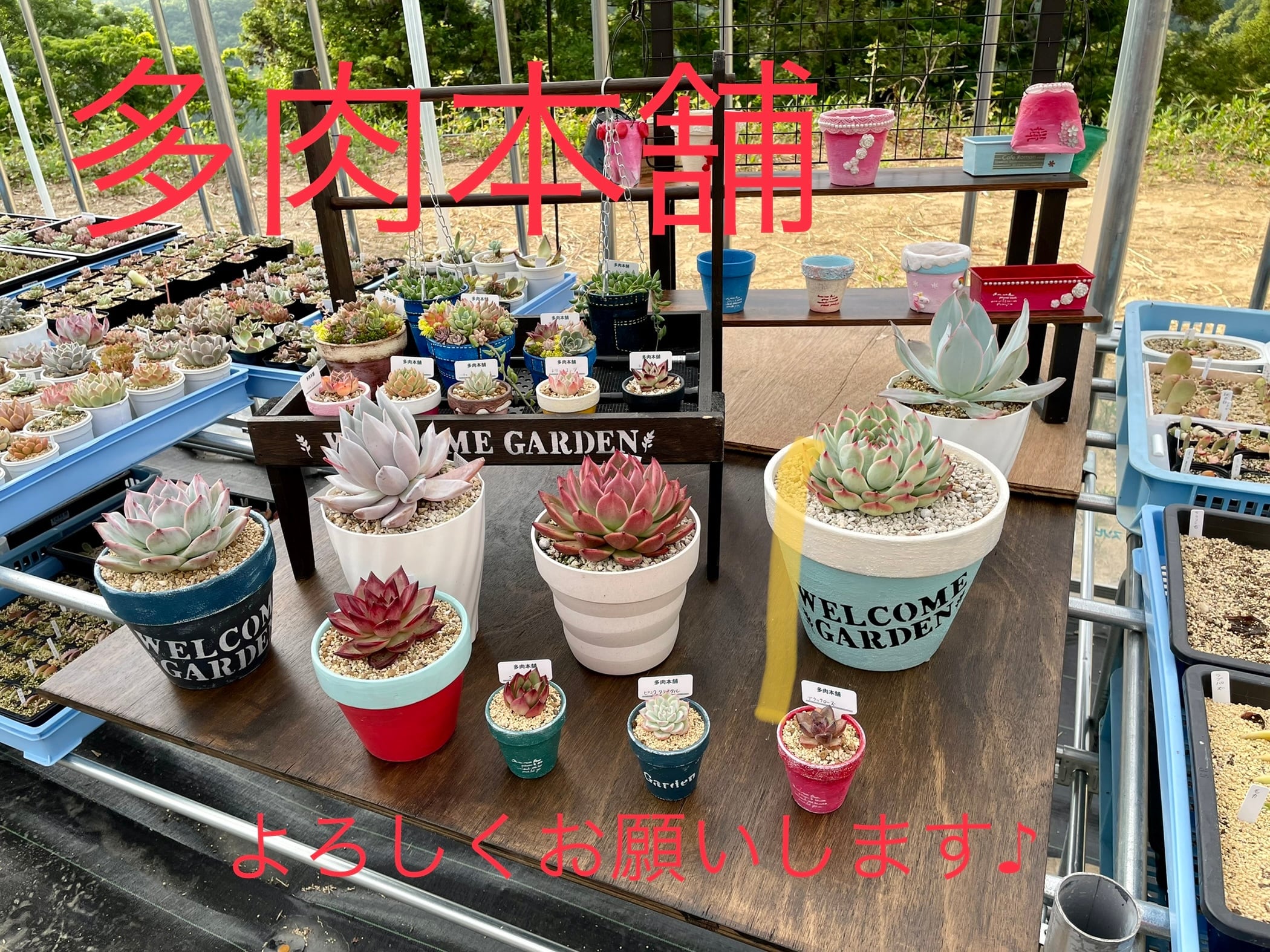 多肉本舗 *多肉植物* 多肉本舗 *多肉植物*