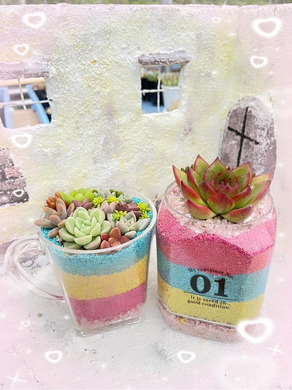 多肉本舗 *多肉植物* 多肉本舗 *多肉植物*