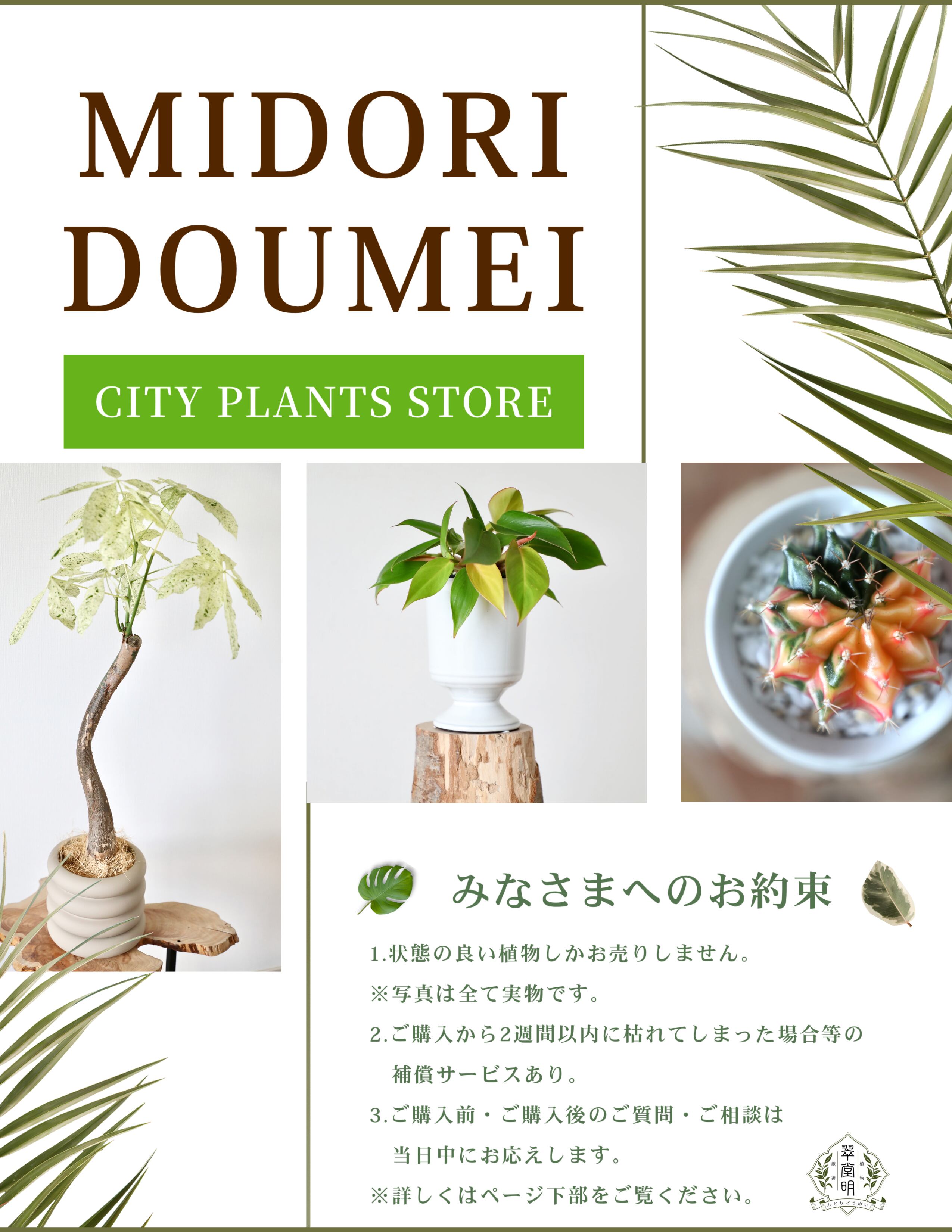 植物**質問ページ
