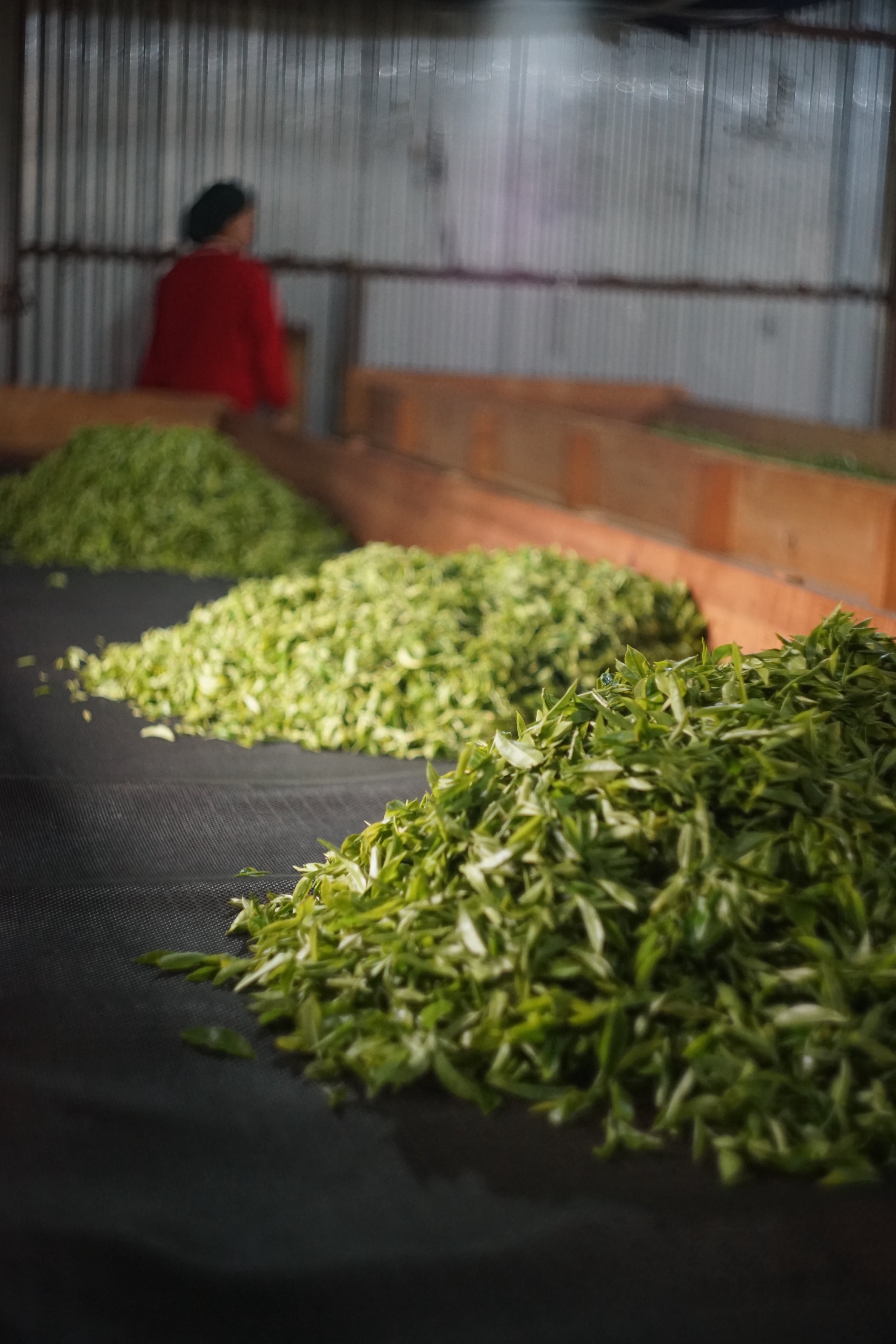 Himalayan Tea