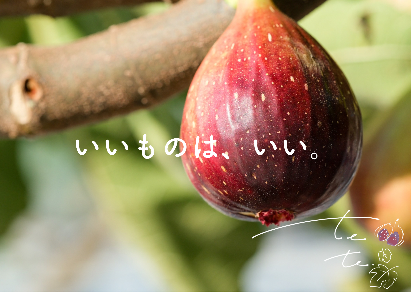 イチジク苗いちじく苗確認お問い合わせ用