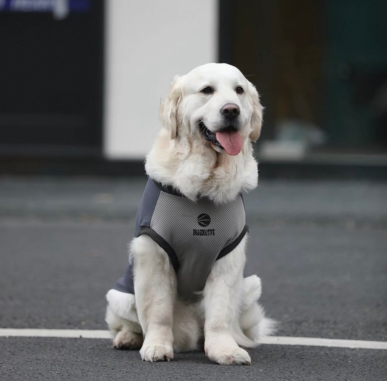 ティミーさま　専用　犬服 Timmy