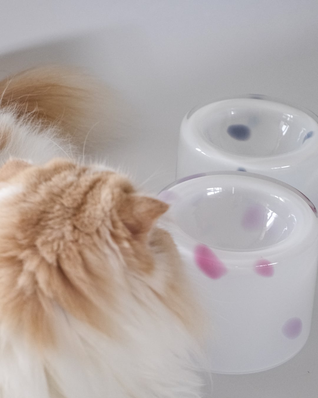 tofmofu 　 猫　フードボウル 楽天市場】Dolce duo nnma(んーま) フードボウル【猫用品／食器