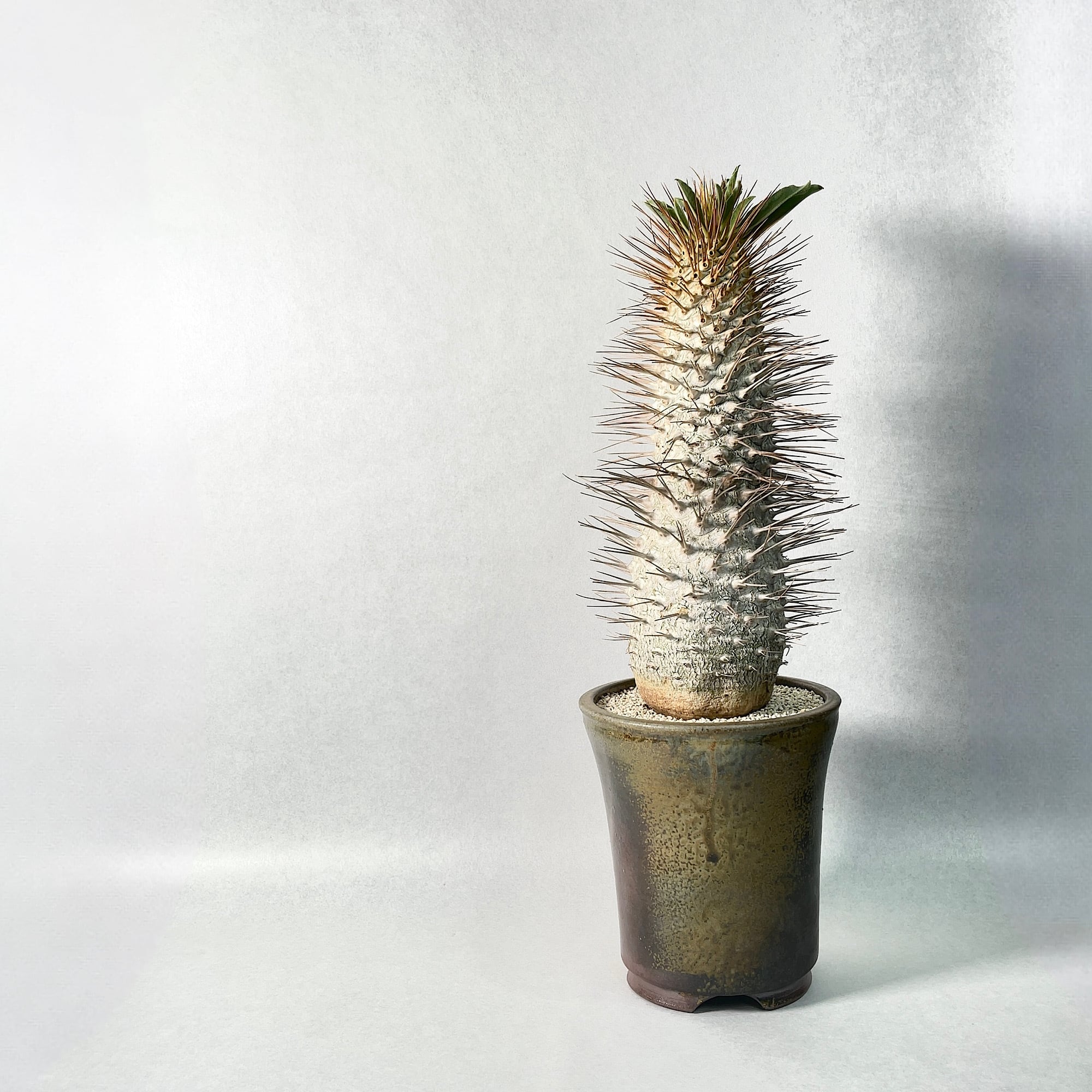 現地株 塊根植物 ピグマエア 姫野翔太 鉢 【公式通販】