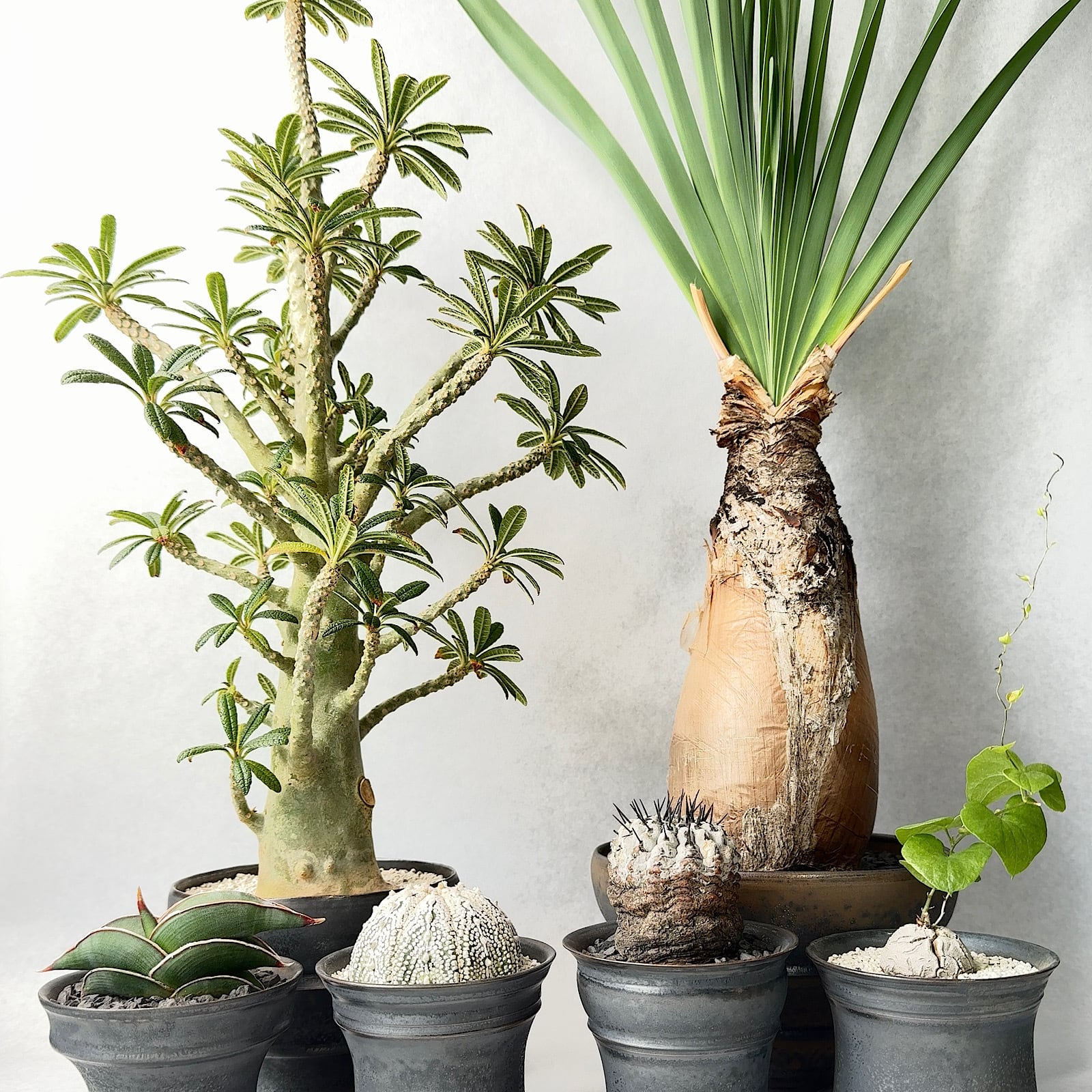 ✨✨✨オキナワガンピ【レアクロ系◎竜岩石幹肌形】検/クロボンサイ trigger