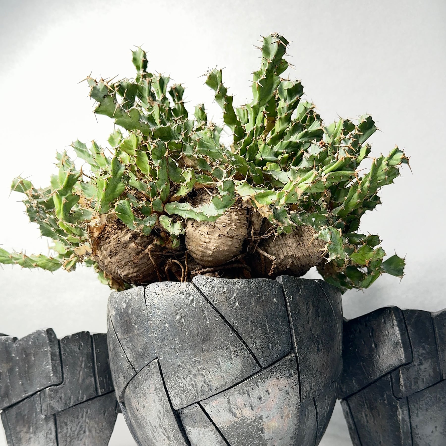 2025.10.11天草木木石　新潟阿賀野産ピクチャーストーン Forest light 6 | Artston gallery