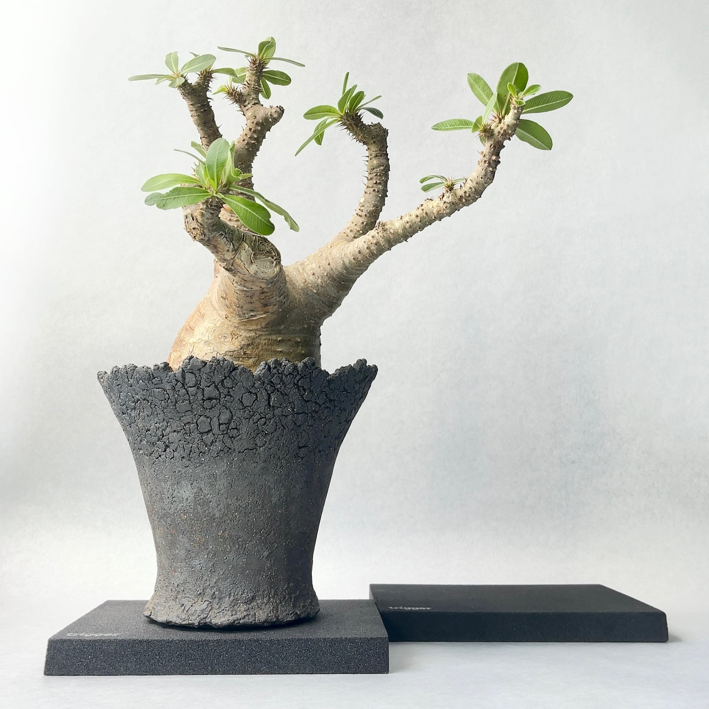 観葉植物 楽天市場】観葉植物 パキラ アクアティカ 5号スクエア植木鉢苗 5