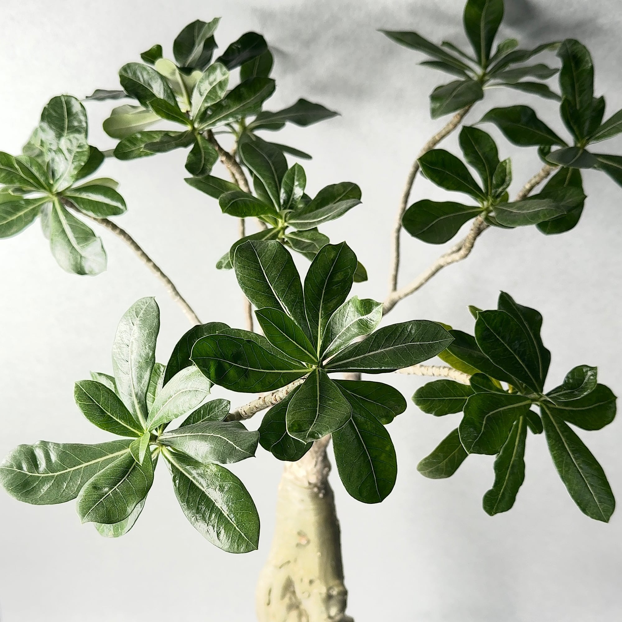 早い者勝ち特価！ 長期管理 現地球 ケラリア ピグマエア 中川智治 作家