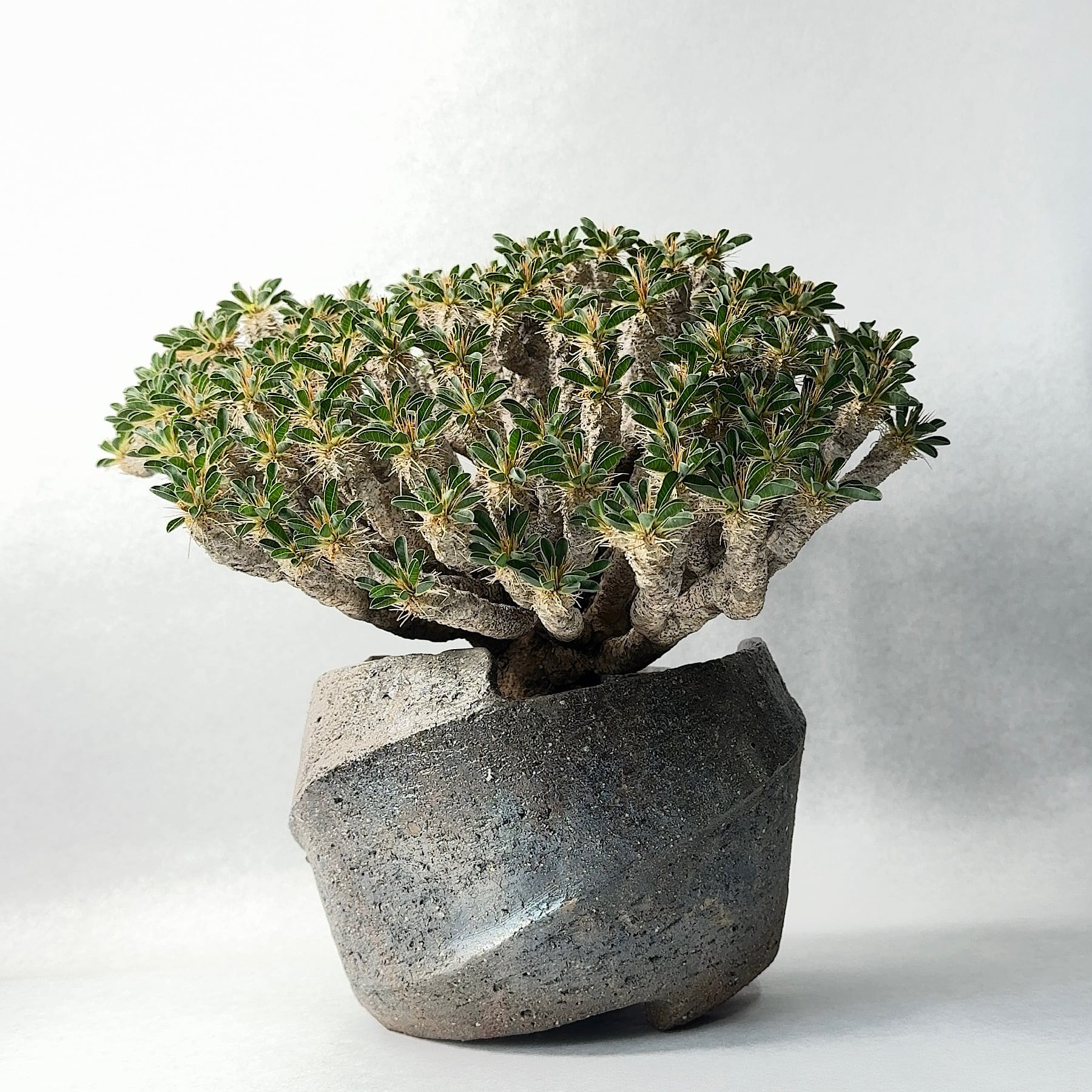 earnest hearts 鉢　volt 風林火山 trigger