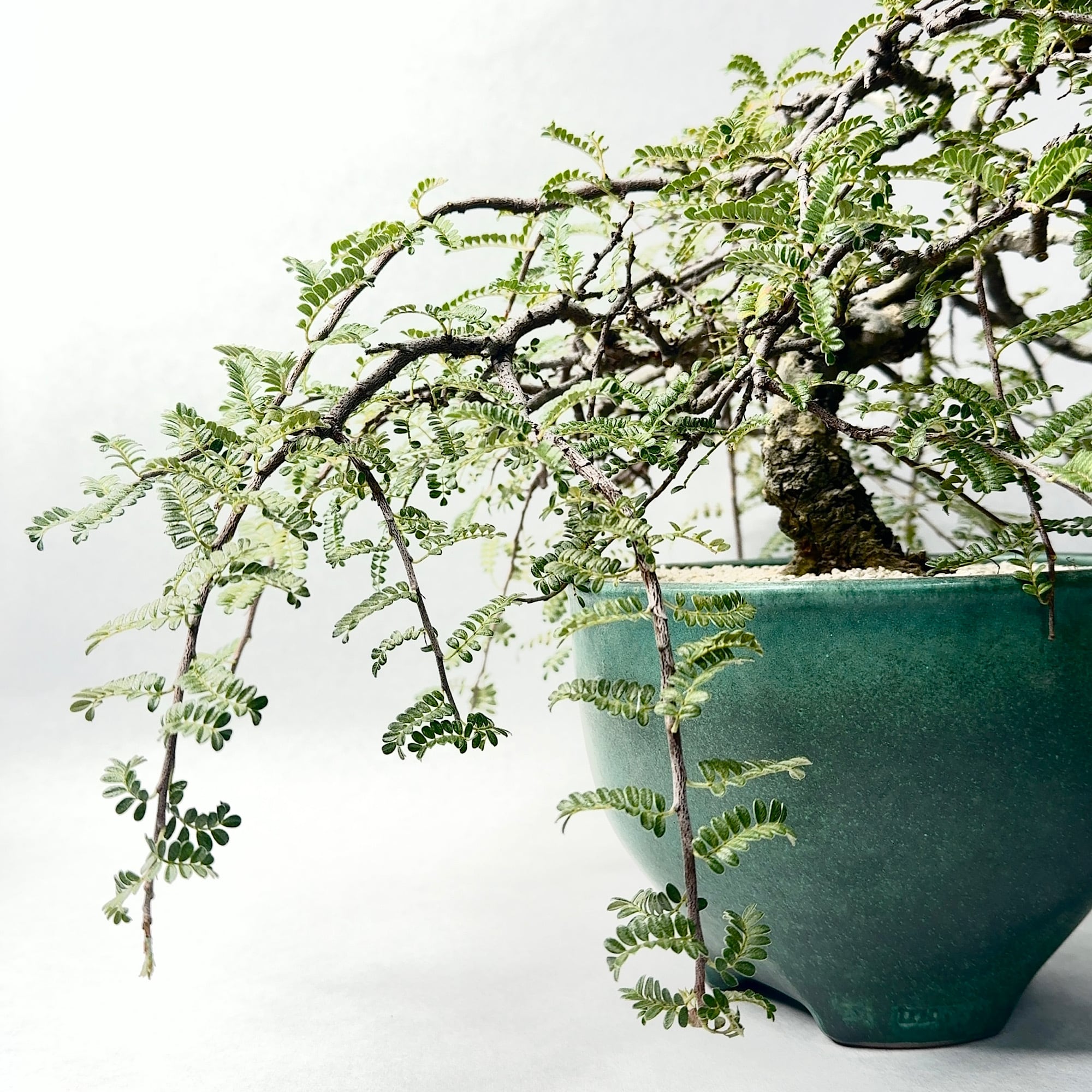 早い者勝ち特価！ 長期管理 現地球 ケラリア ピグマエア 中川智治 作家鉢 早い者勝ち特価！ 長期管理 現地球 ケラリア ピグマエア 中川智治 作家