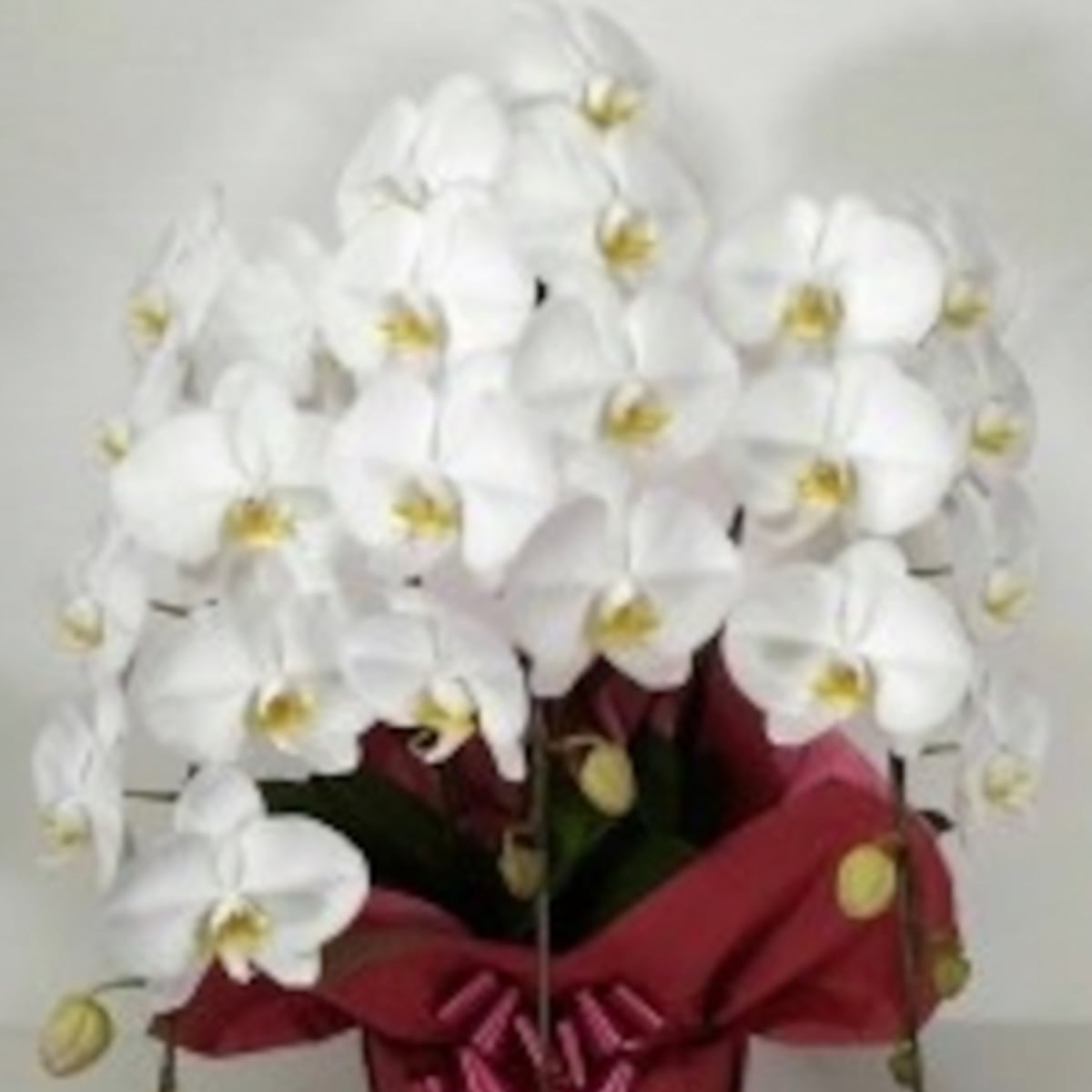 お花屋さんが選ぶおまかせおまかせ胡蝶蘭 鉢植えです。
用途に応じてフローリストがお花を選びます。