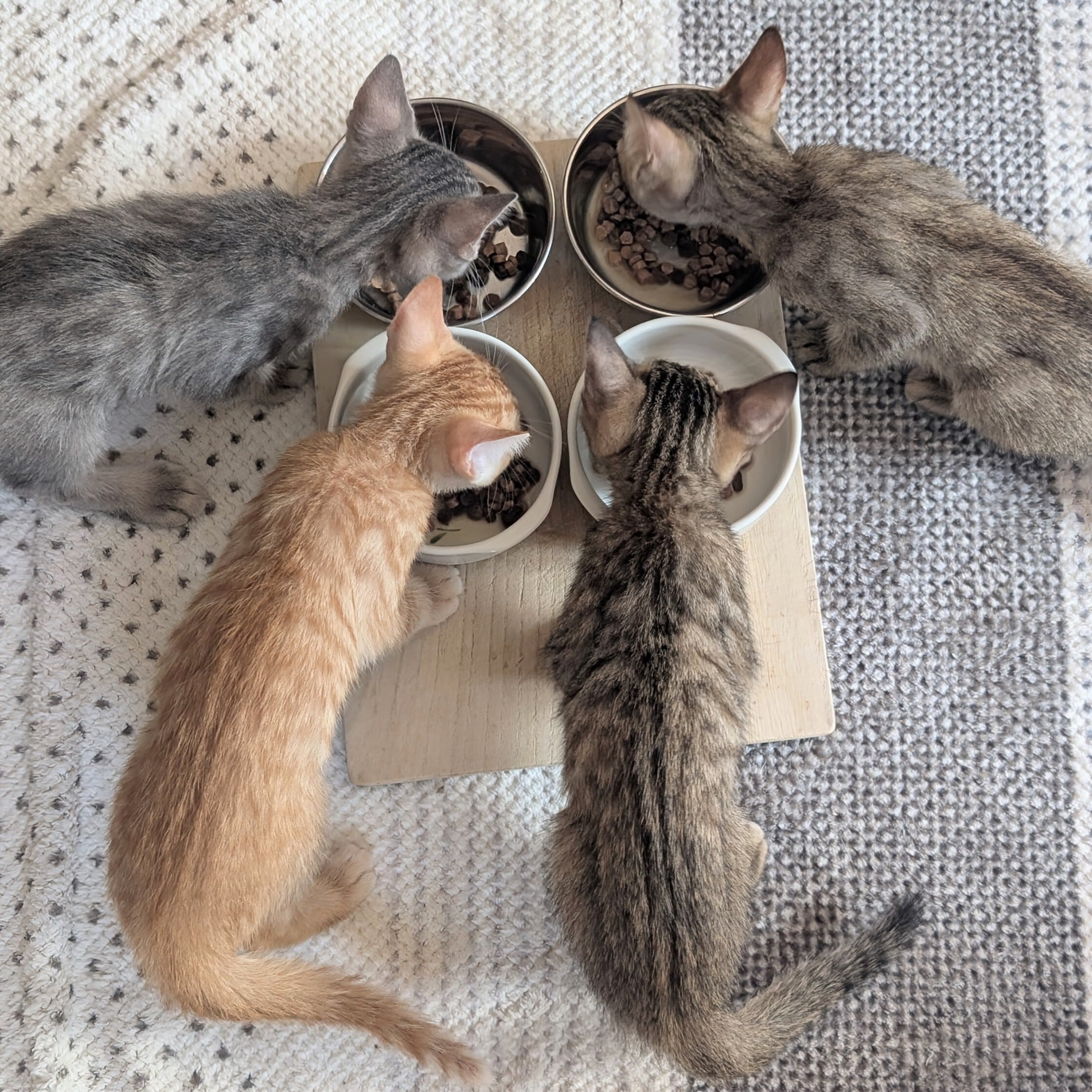 two.dogcat 【わんちゃん ねこちゃんのテリーヌのお店】