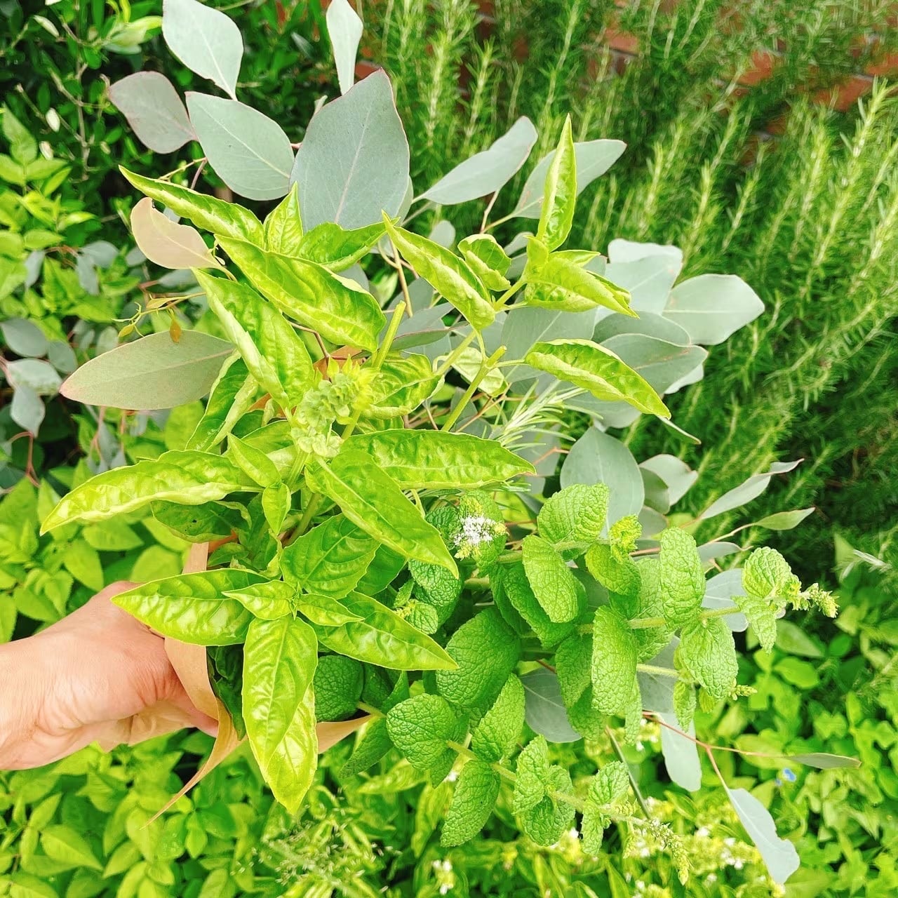 植物の力