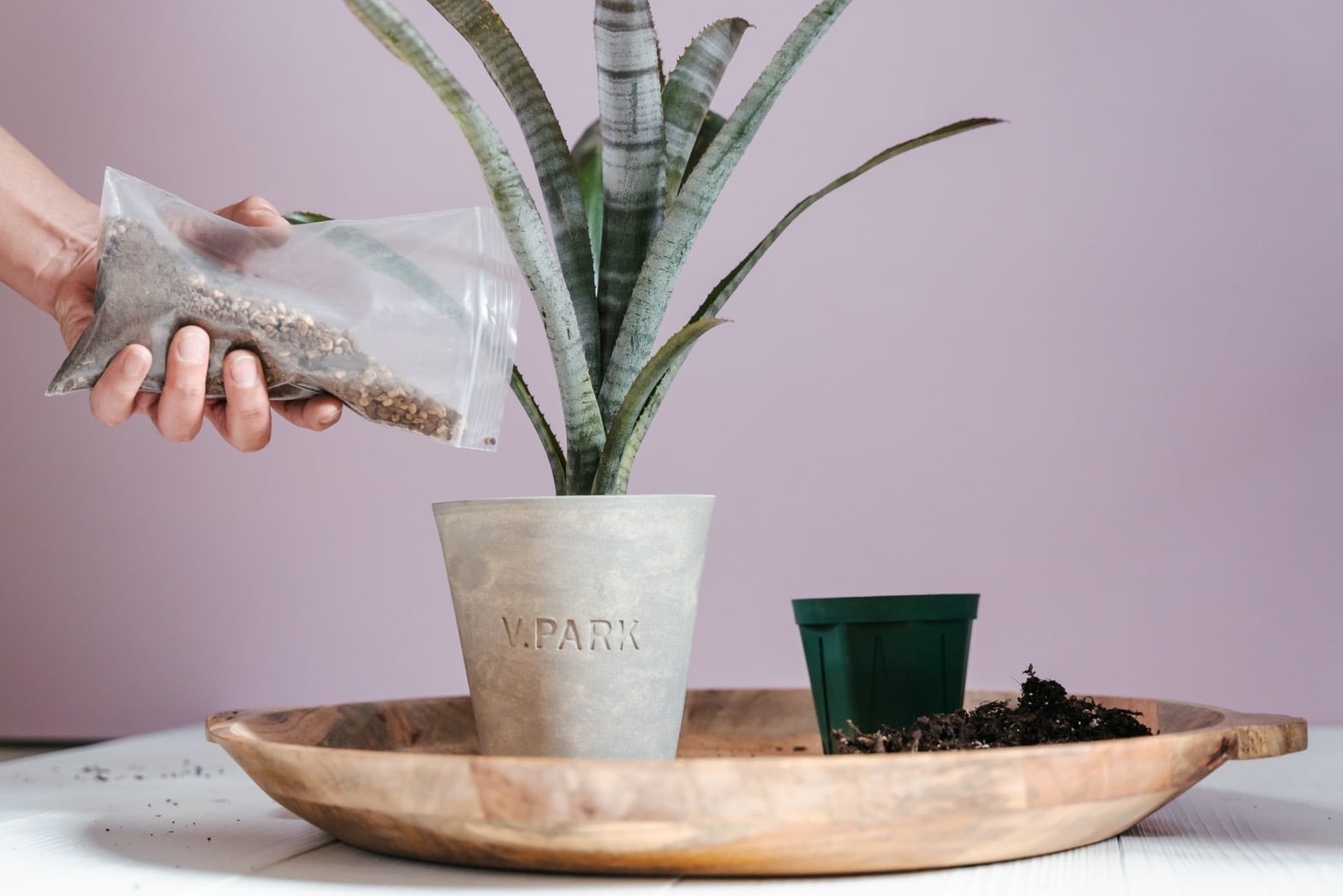 破格‼︎ 植物引退セットセット　※植物なしです。 楽天市場】ひとえの可憐な花咲くミニバラ栽培セット ミニバラ バラ
