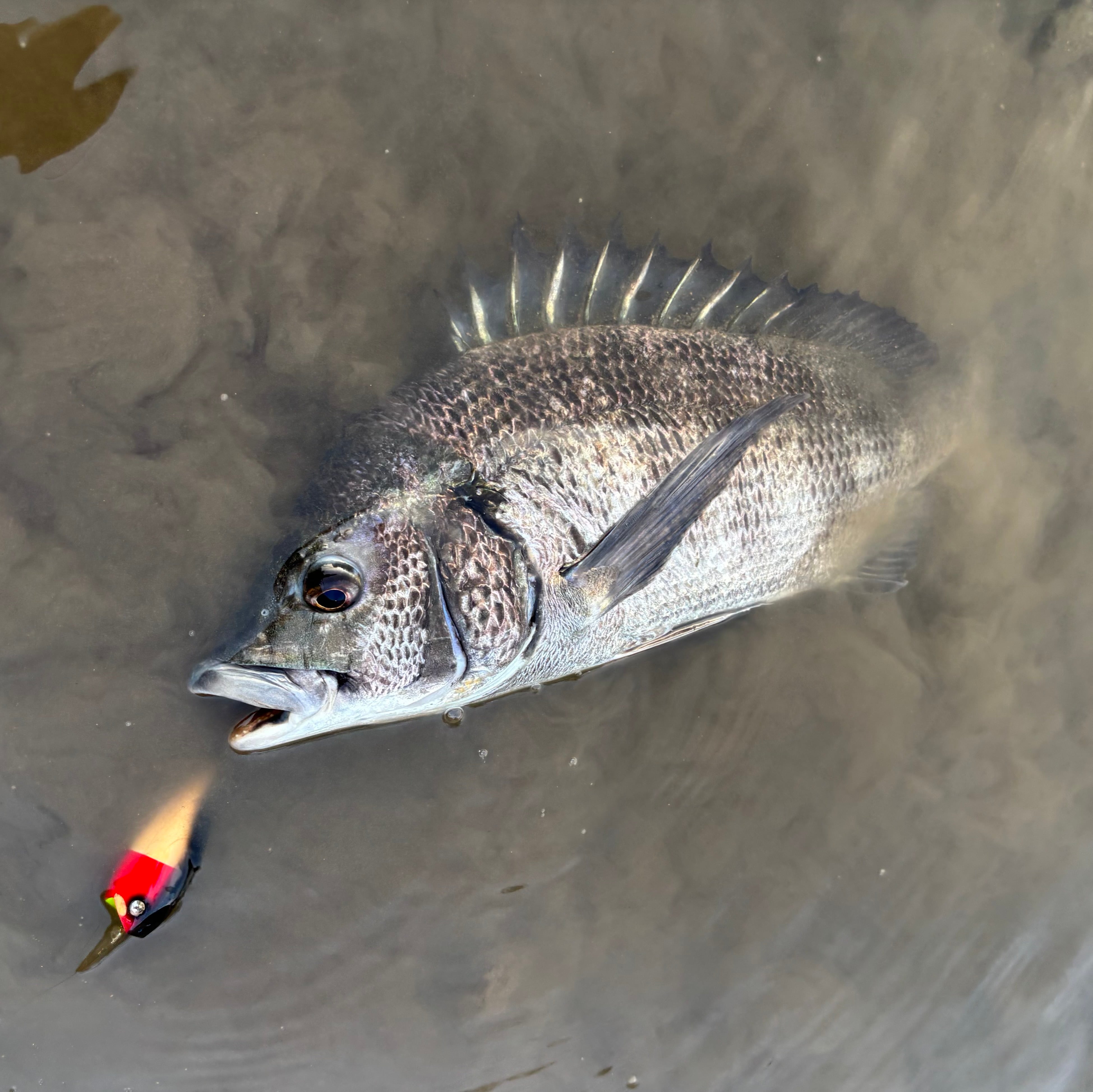 ワカサギ魚皮ルアー 　トップウォーター DSC04087.jpeg
