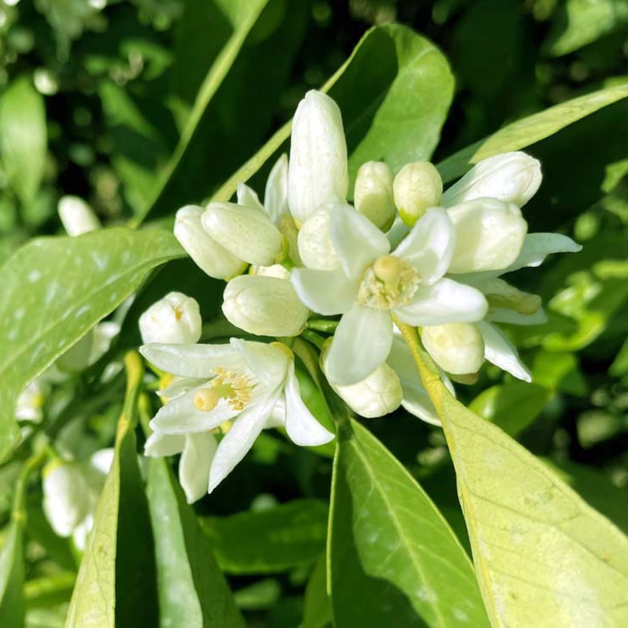 miya苗 チワワエンシスSPR×いろは Miyaさん苗 ♀チワワエンシス