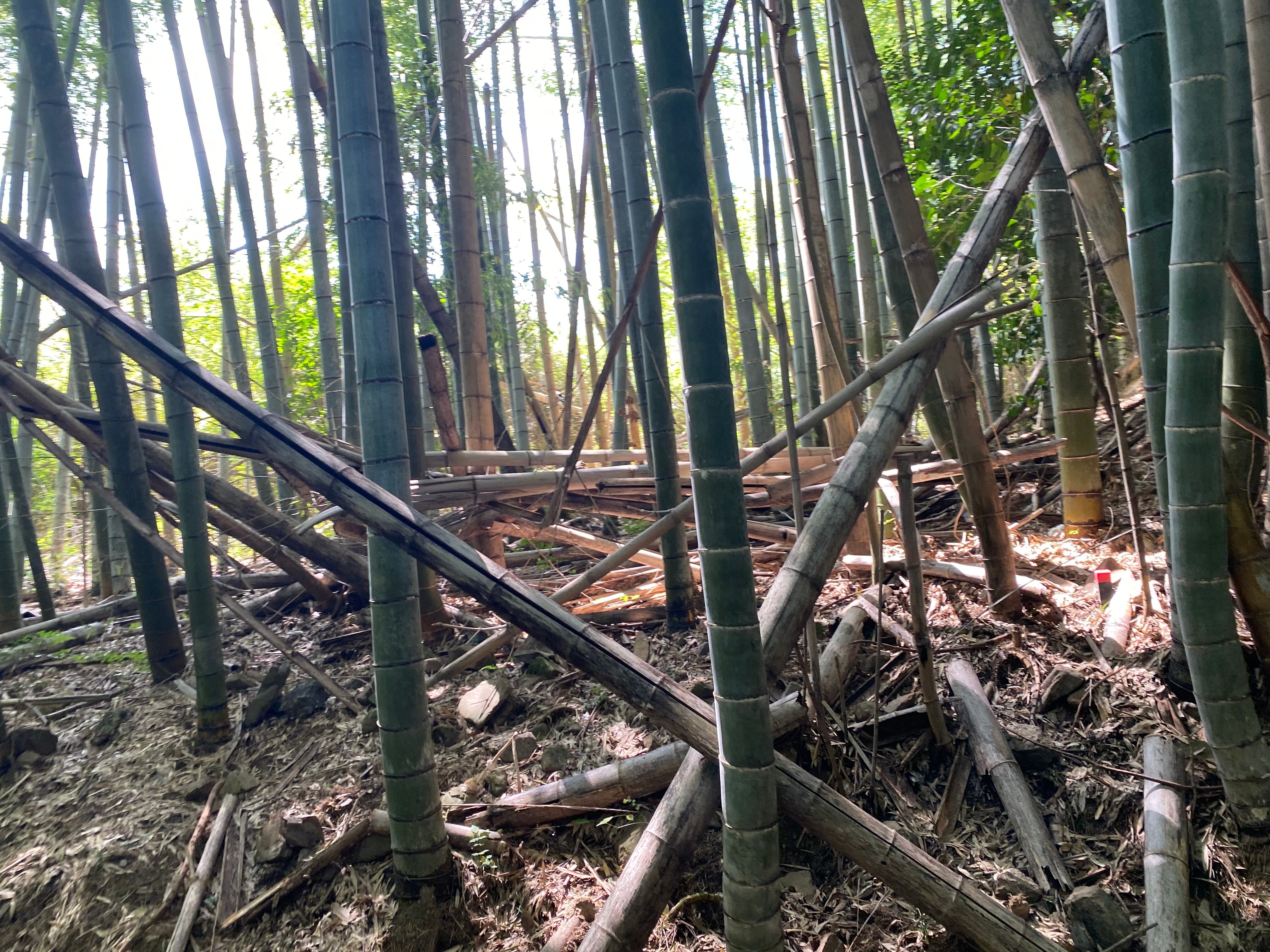 門松用青竹　6本　120cm 笑い竹　現品処分 楽天市場】門松用の竹 真竹 6尺(180cm) 寸胴・節止め 2組セット