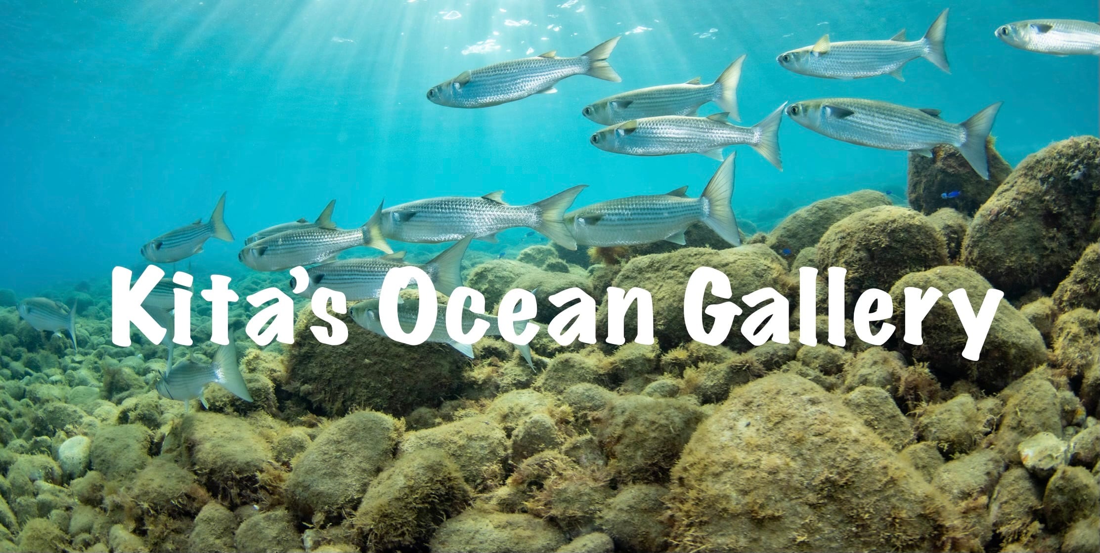 Kita’s Ocean Gallery