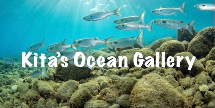 Kita’s Ocean Gallery