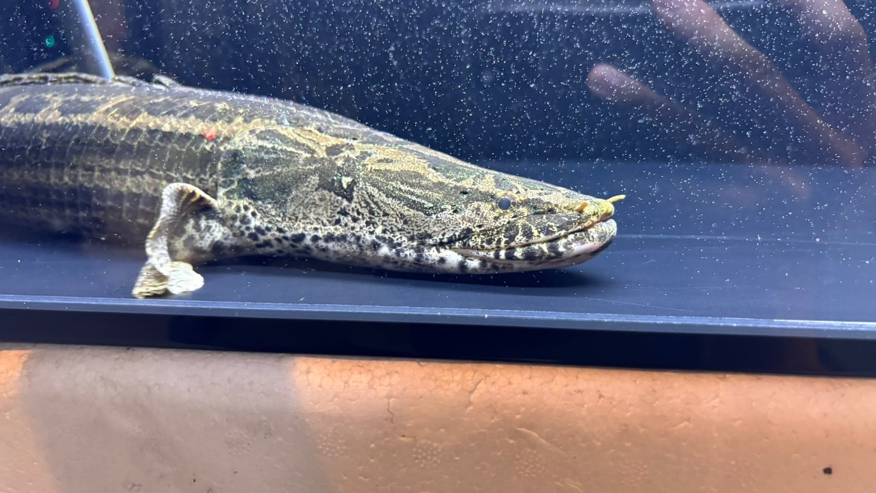 アフリカ熱帯魚専門店わいるどもん